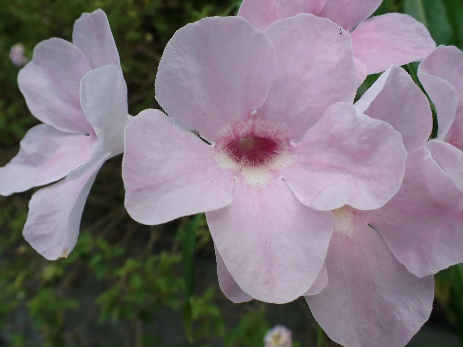 Bower Vine (Pandorea Jasminoides) — vine for full or half; the Bower Vine can withstand temperatures down to about 20&deg;F