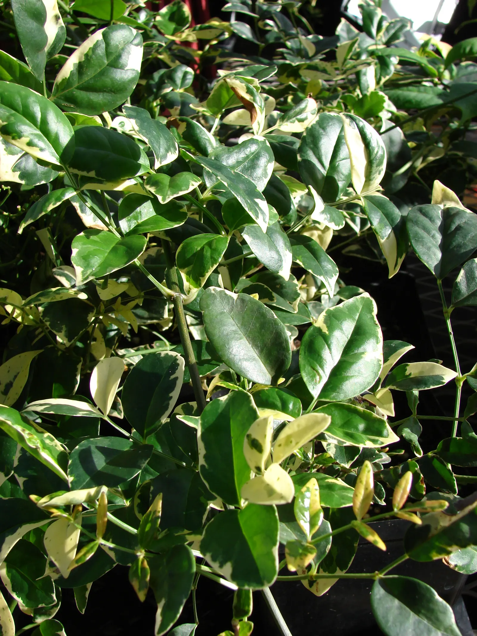 Bower Vine (Pandorea Jasminoides) — which appear most prolifically from spring through fall; consider its need for a sun-drenched placement with, image 72