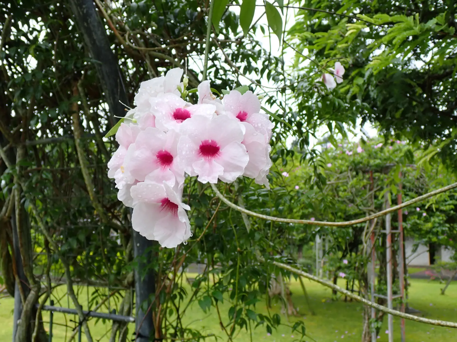 Bower Vine (Pandorea Jasminoides) — pink to white hue and oftentimes a deep pink to red throated center; adding a romantic flair to any garden, image 58