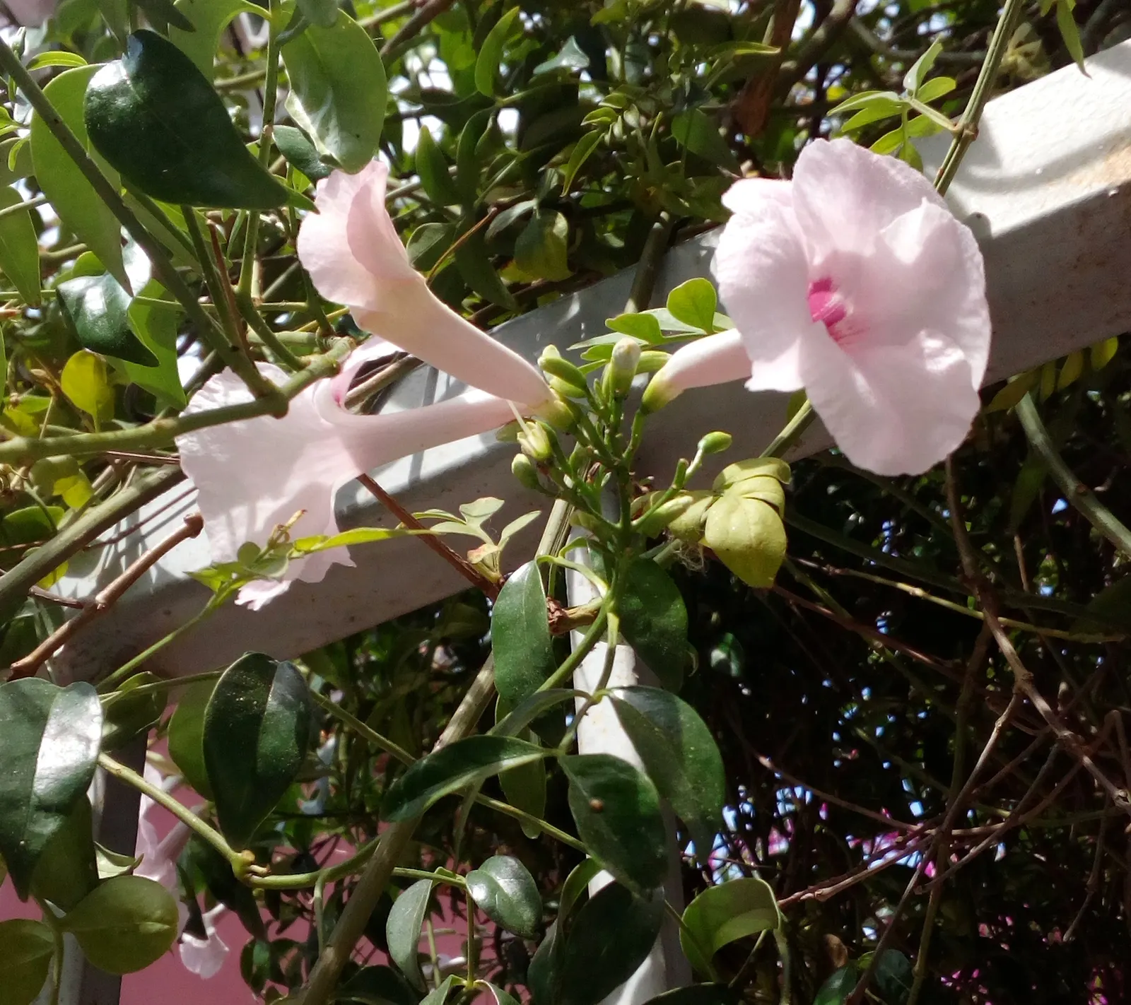 Bower Vine (Pandorea Jasminoides) — multi-colored and pink and red flowers in the garden; regular watering and well-drained soil optimize its pink, image 64