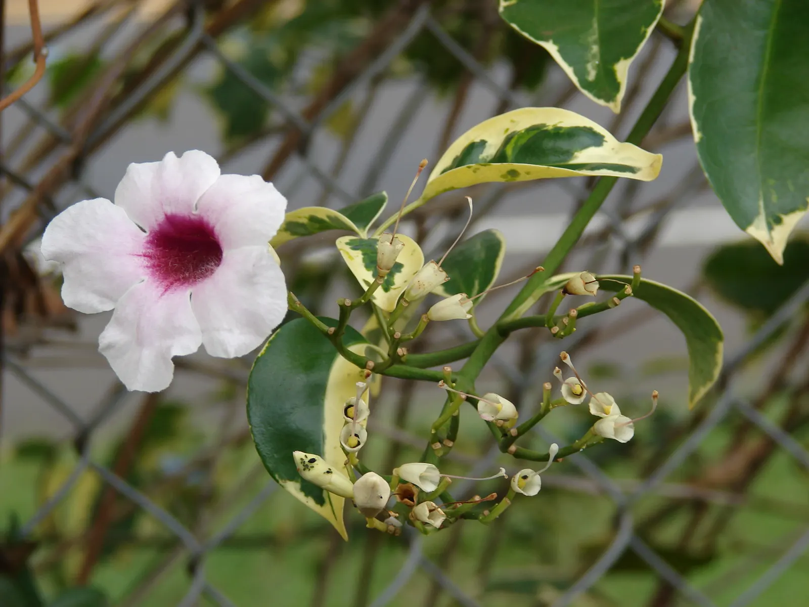 Bower Vine (Pandorea Jasminoides) — The Bower Vine (Pandorea jasminoides) graces landscapes with profuse; the plant enjoys full sun to partial, image 67