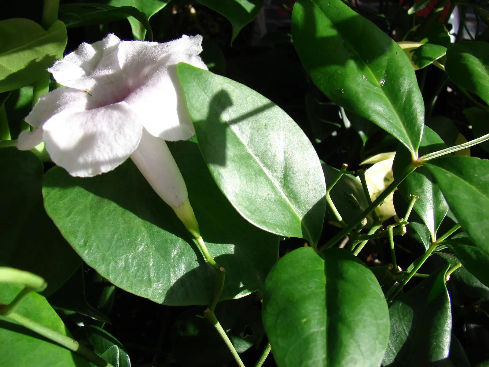 Bower Vine (Pandorea Jasminoides) — which are about 1 to 2 inches in diameter; pink to white hue and oftentimes a deep pink to red throated center