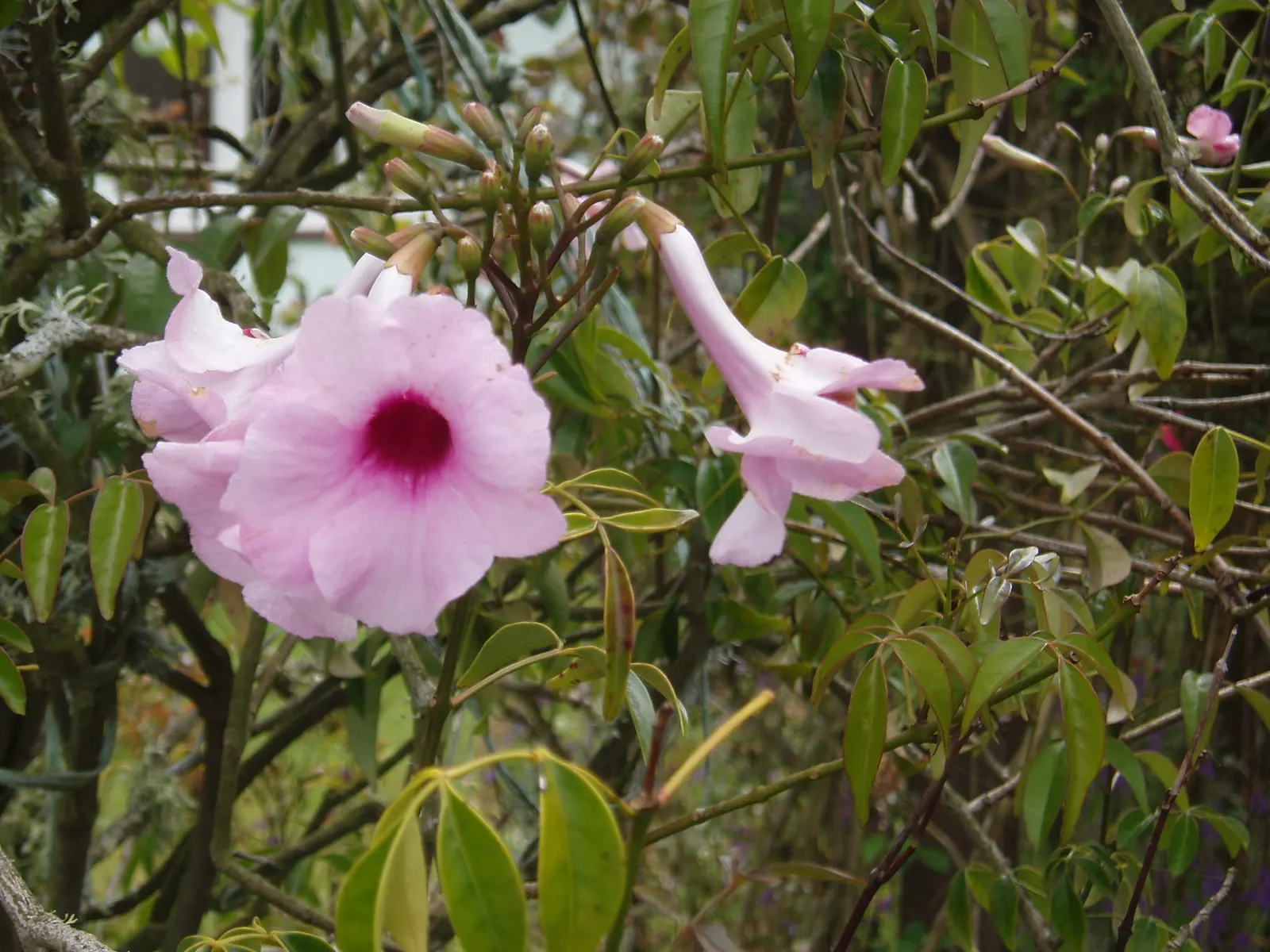 Bower Vine (Pandorea Jasminoides) — which are about 1 to 2 inches in diameter
