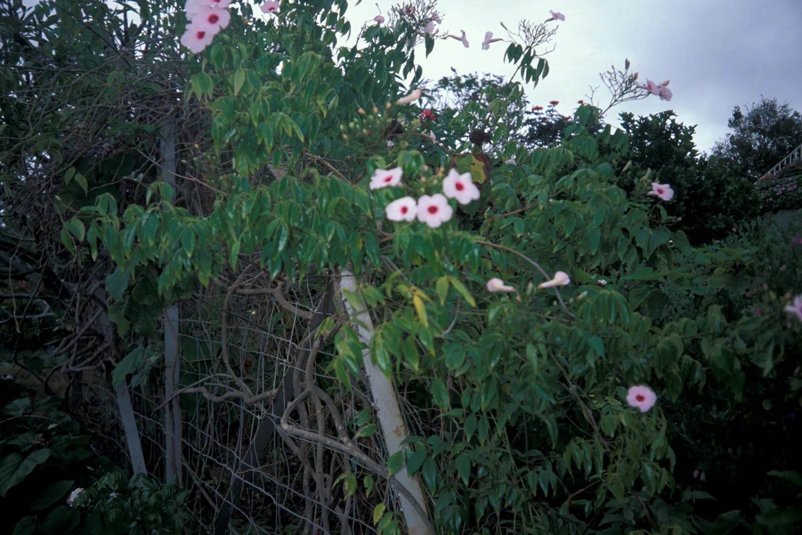 Bower Vine (Pandorea Jasminoides) — consider its need for a sun-drenched placement with light; which appear most prolifically from spring through, image 61