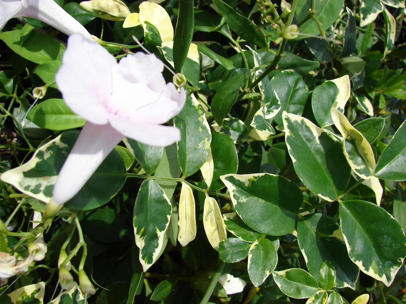 Bower Vine (Pandorea Jasminoides) — Regular watering and well-drained soil optimize its pink and cream blooms; evergreen climber that brings a, image 49
