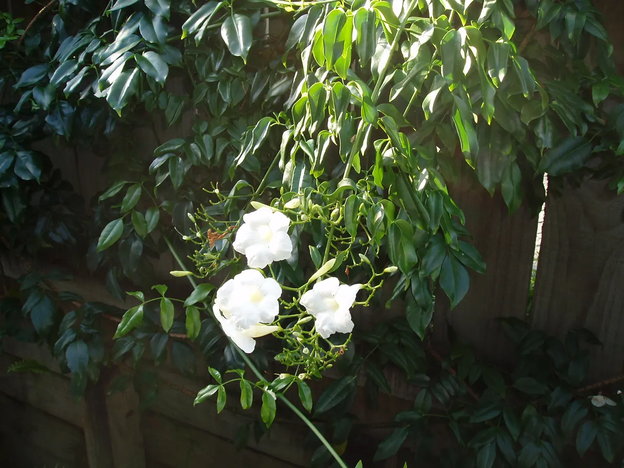 Bower Vine (Pandorea Jasminoides) — multi-colored and pink and red flowers in the garden