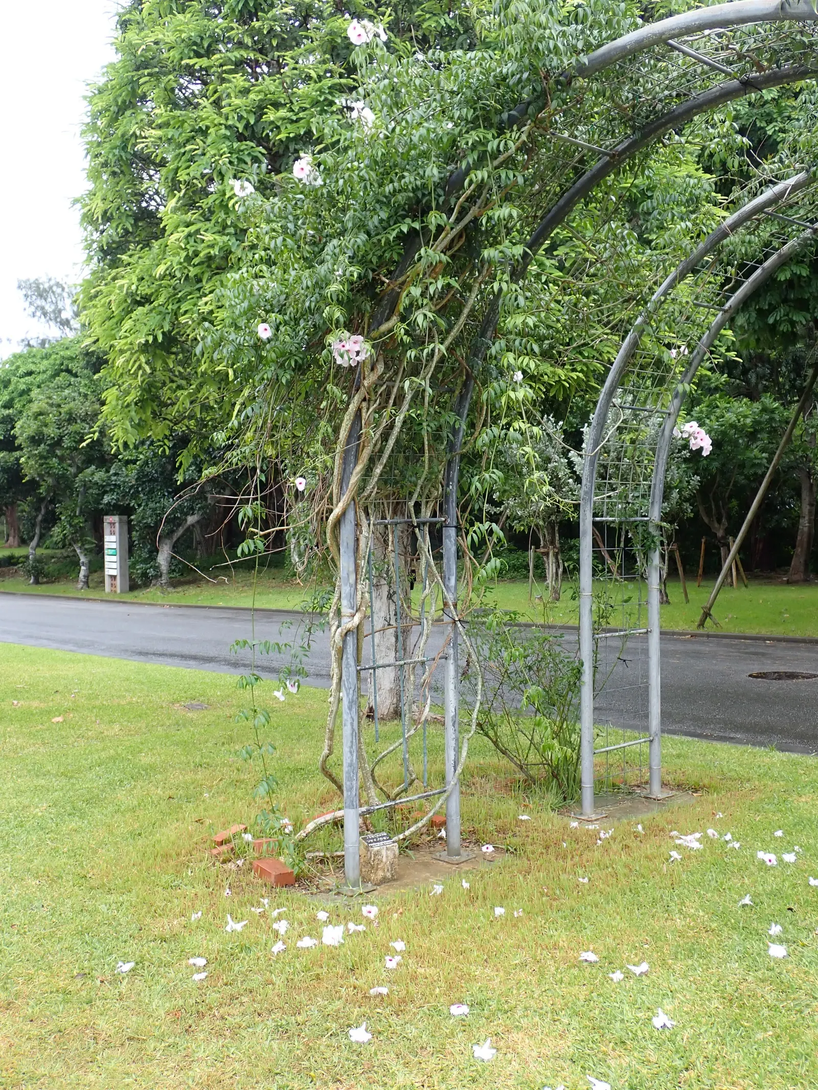 Bower Vine (Pandorea Jasminoides) — evergreen climber that brings a tropical allure to any landscape design; the Bower Vine (Pandorea jasminoides), image 54