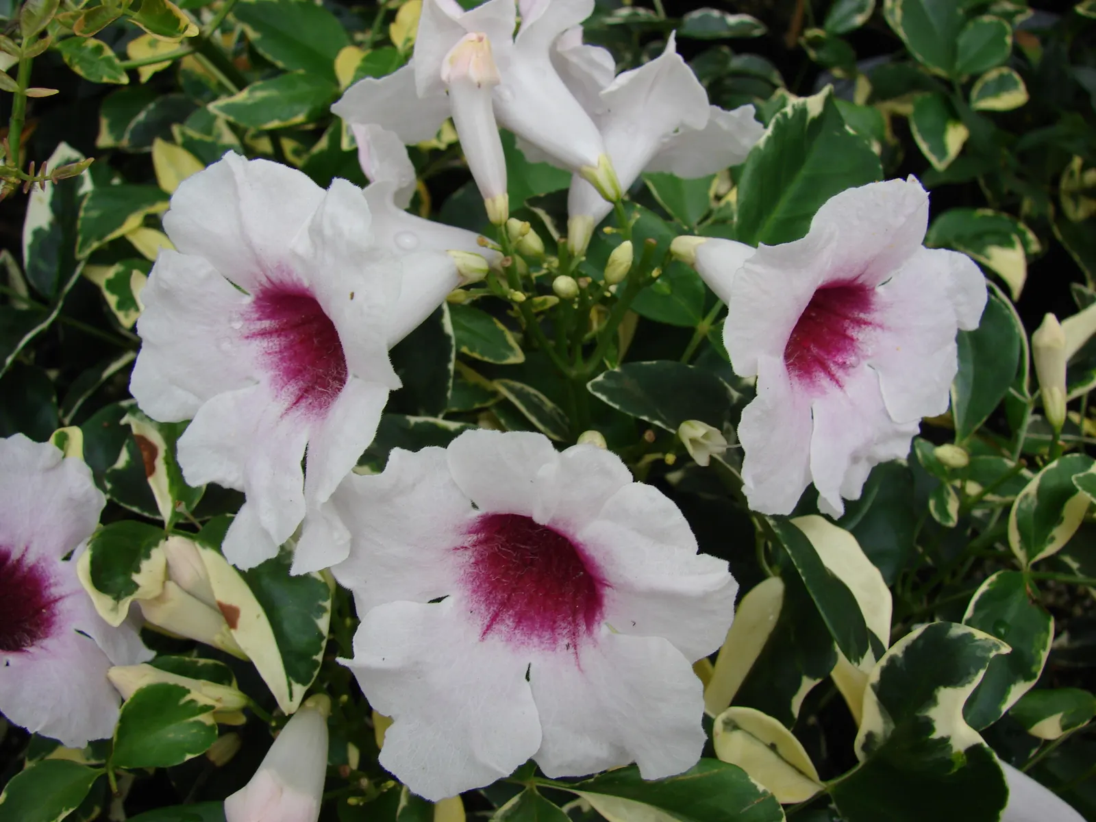 Bower Vine (Pandorea Jasminoides) — Its foliage is comprised of glossy; vine for full or half