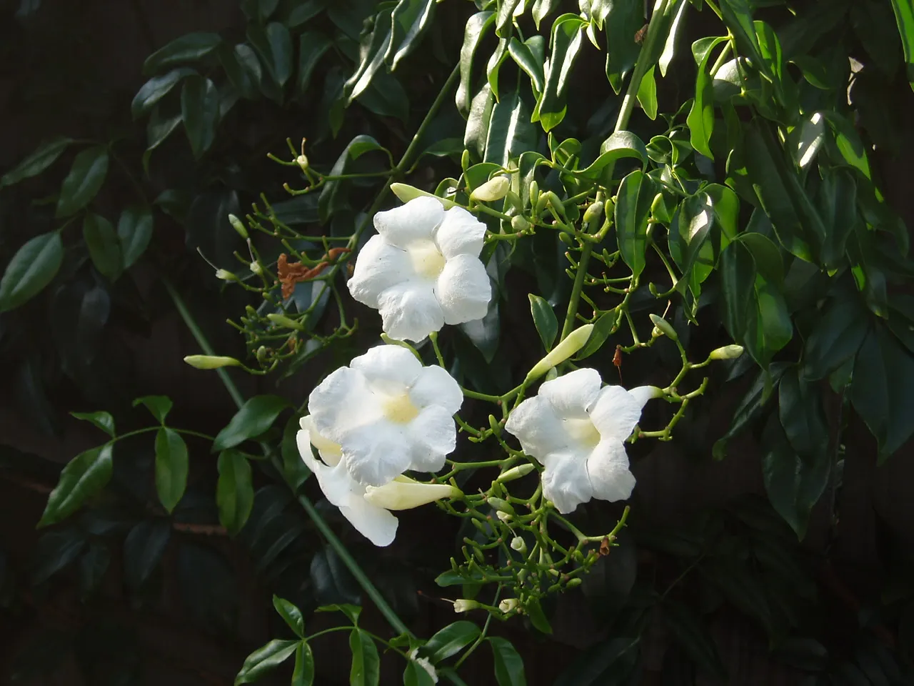 Bower Vine (Pandorea Jasminoides) — evergreen climber that brings a tropical allure to any landscape design