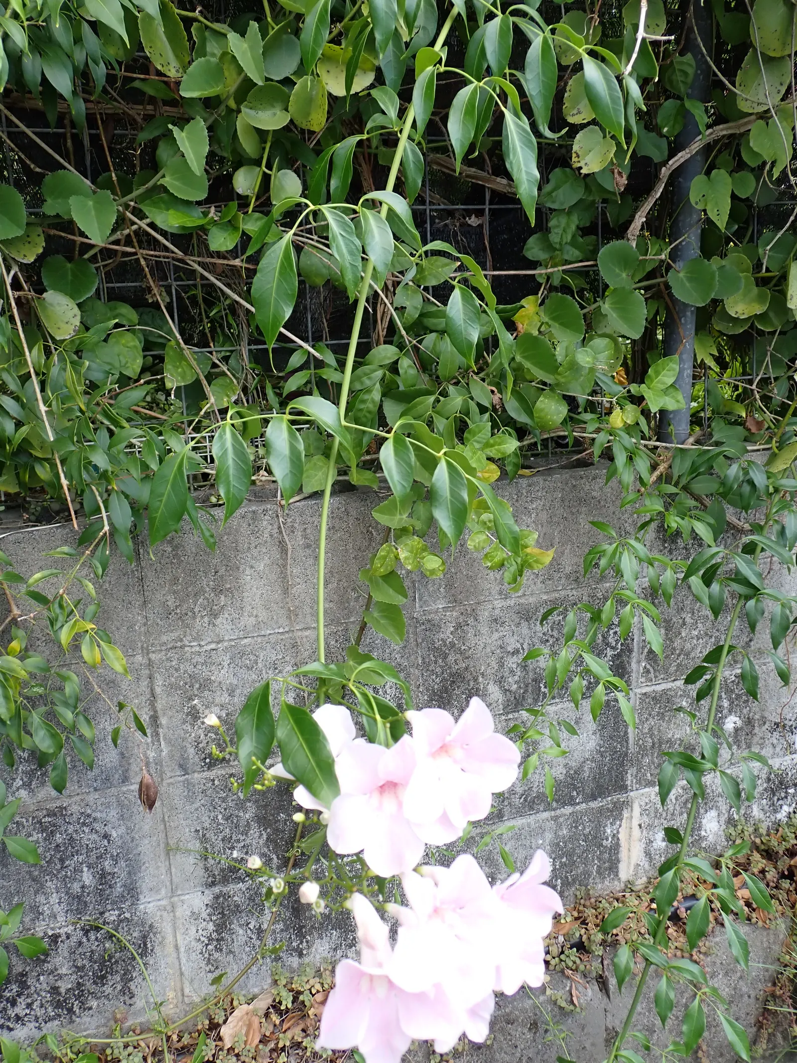 Bower Vine (Pandorea Jasminoides) — the Bower Vine can withstand temperatures down to about 20&deg;F; multi-colored and pink and red flowers in the garden