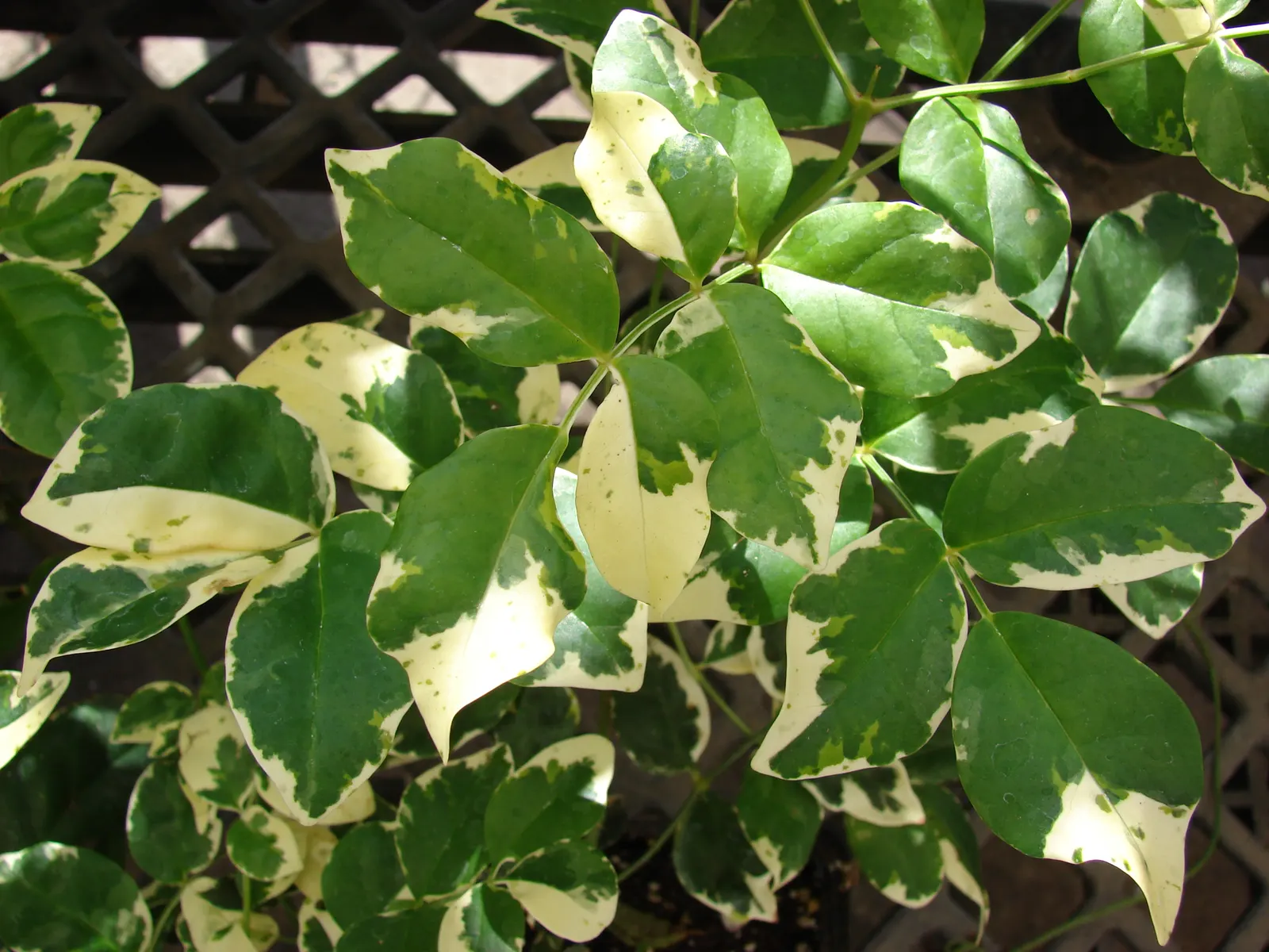 Bower Vine (Pandorea Jasminoides) — Regular watering and well-drained soil optimize its pink and cream blooms; evergreen climber that brings a, image 71