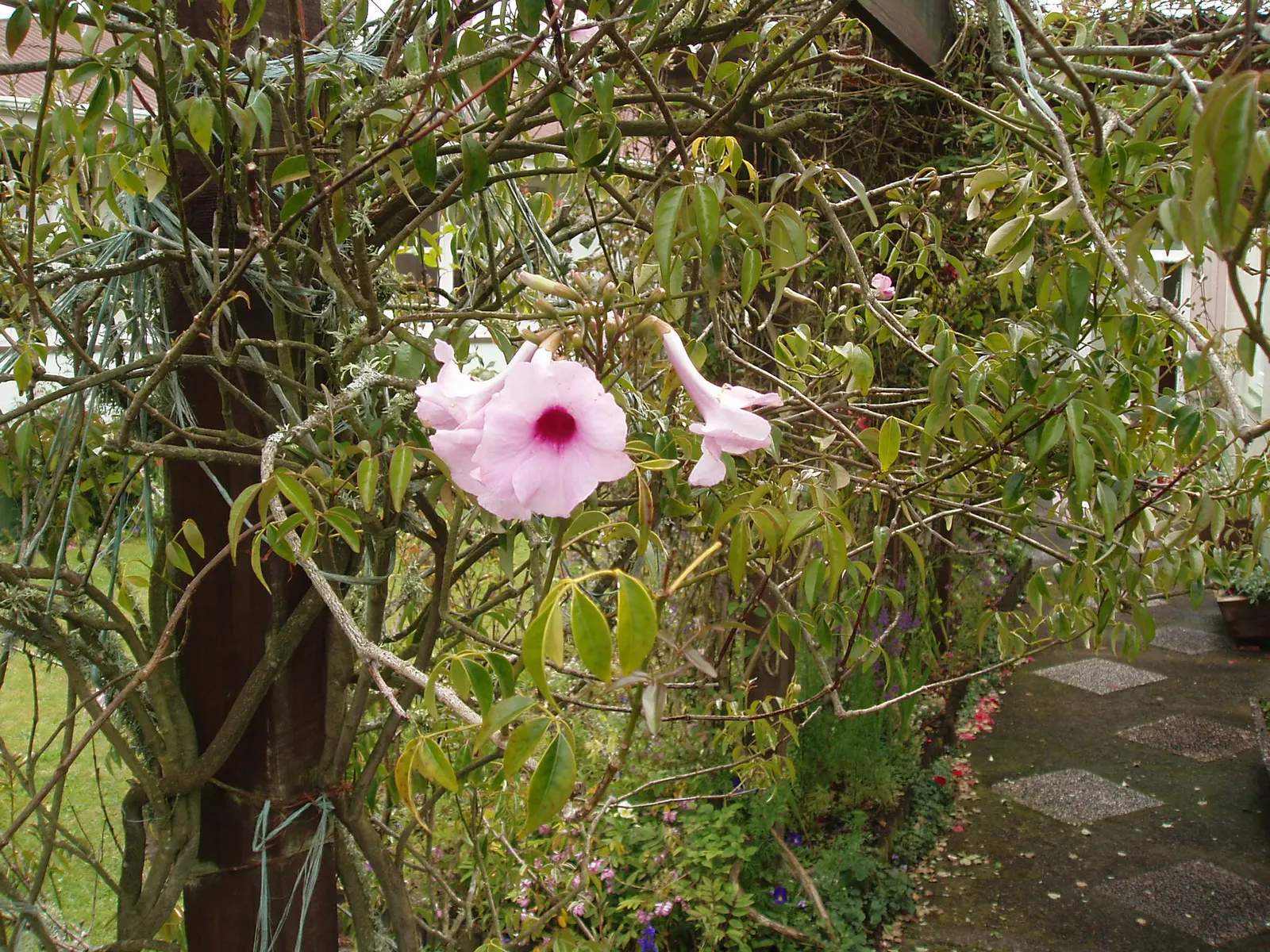 Bower Vine (Pandorea Jasminoides) — which appear most prolifically from spring through fall