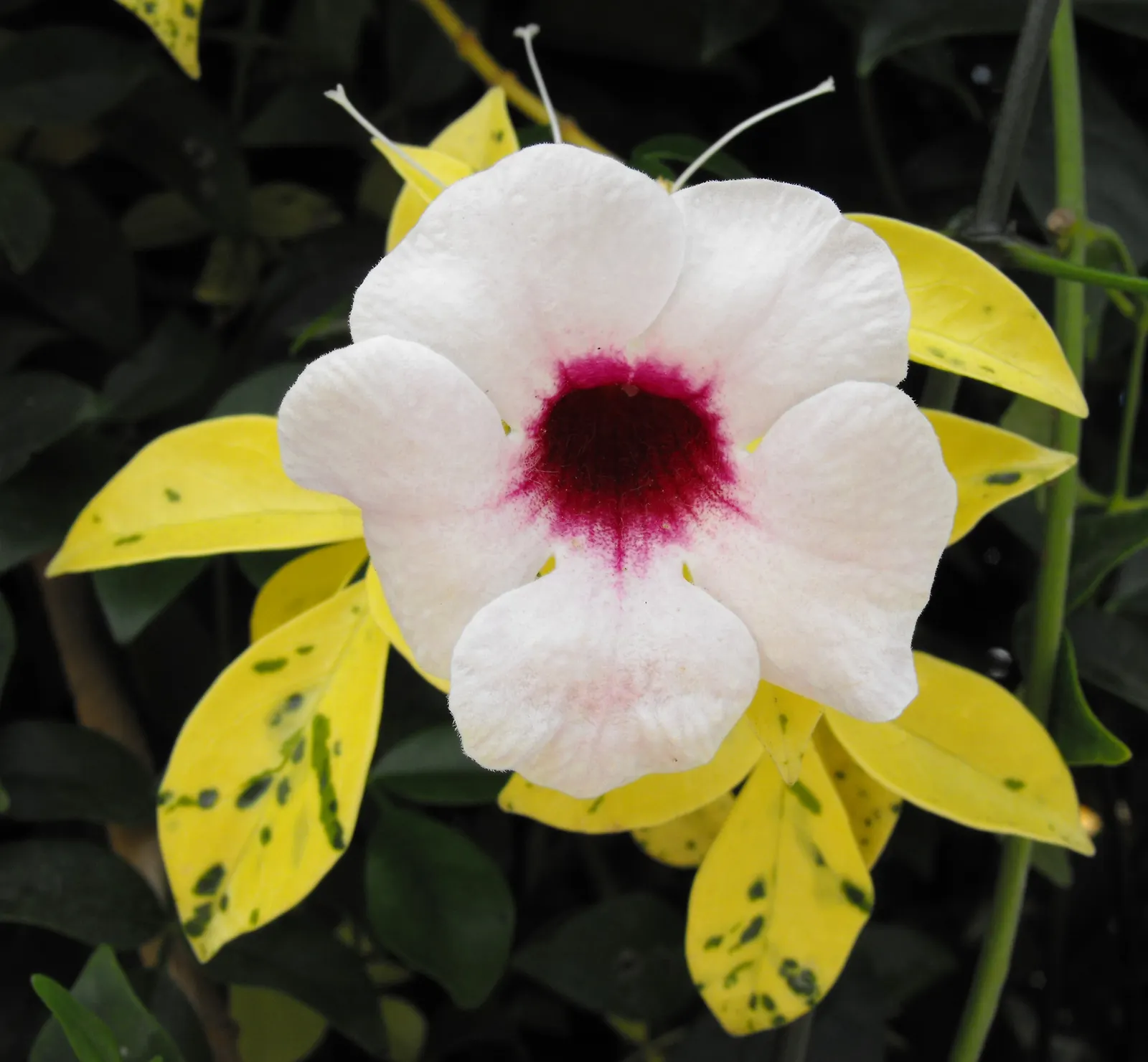 Bower Vine (Pandorea Jasminoides) — Its evergreen foliage climbs vigorously, reaching 20-30 feet, perfect for trellises or arbors; hardy in USDA Zones 9 to 11