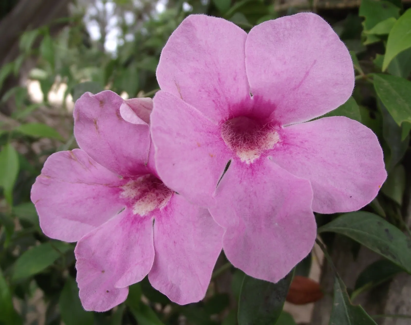 Bower Vine (Pandorea Jasminoides) — scientifically known as Pandorea jasminoides