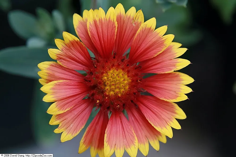 Arizona Sun Blanket Flower (Gaillardia Aristata 'Arizona Sun') — red center ringed with a fringe of sunny yellow