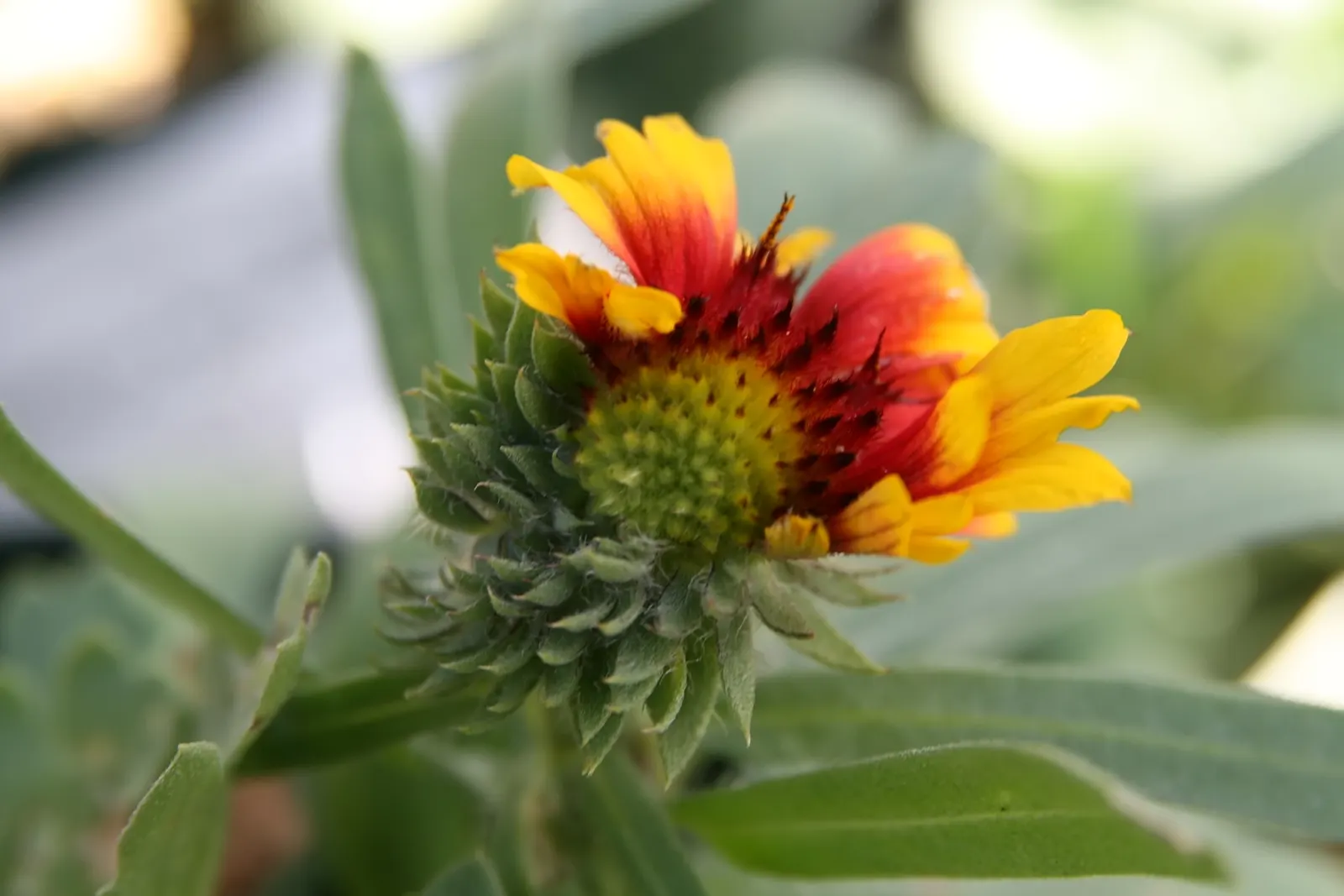 Arizona Sun Blanket Flower (Gaillardia Aristata 'Arizona Sun') — fiery red blooms edged in bright yellow