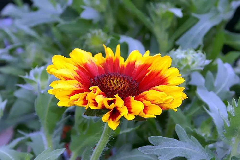 Arizona Sun Blanket Flower (Gaillardia Aristata 'Arizona Sun') — Its showy flowers blossom from early summer to fall, attracting butterflies