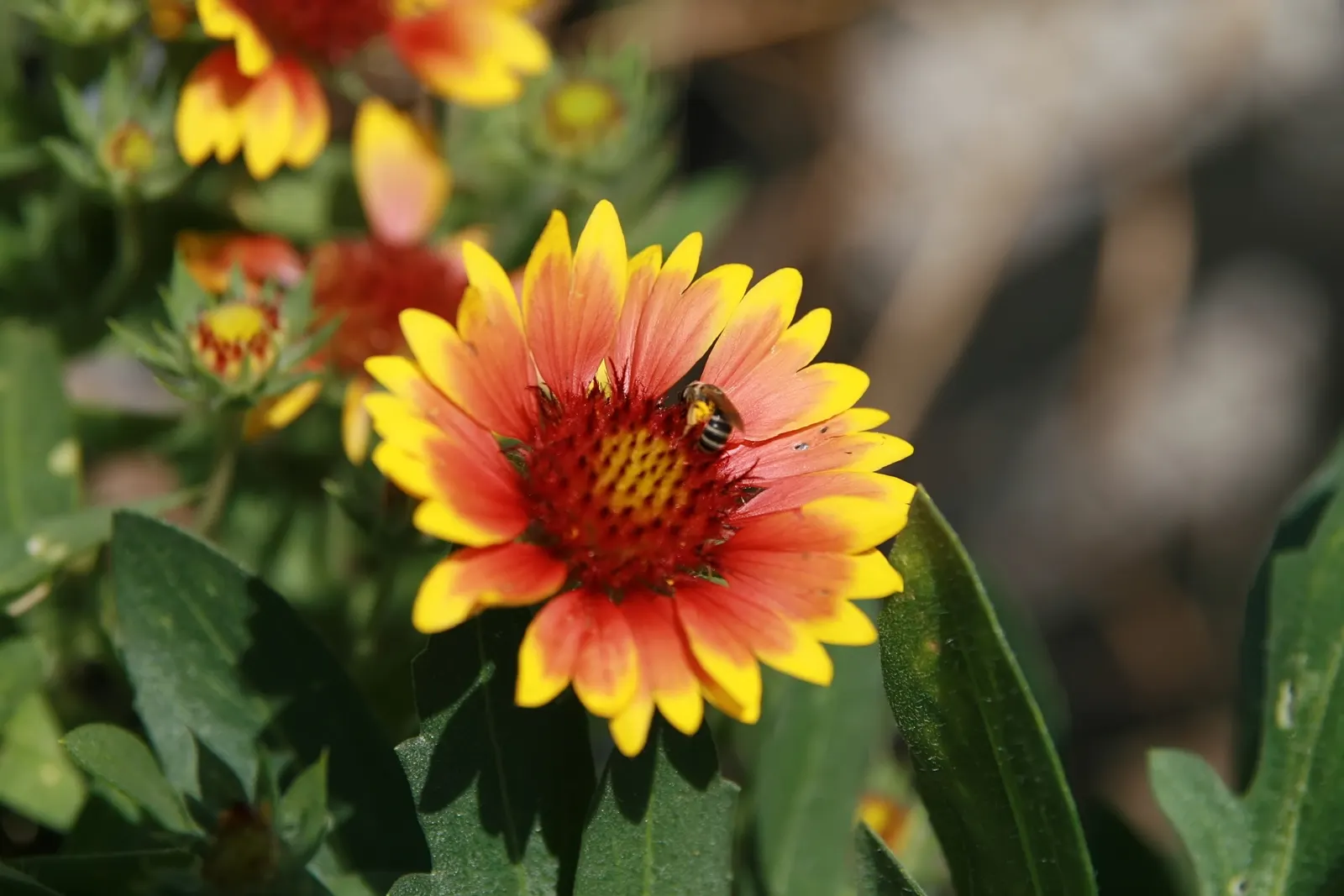 Arizona Sun Blanket Flower (Gaillardia Aristata 'Arizona Sun') — This drought-tolerant species reaches 8-10 inches tall and spreads up to 12 inches, thriving