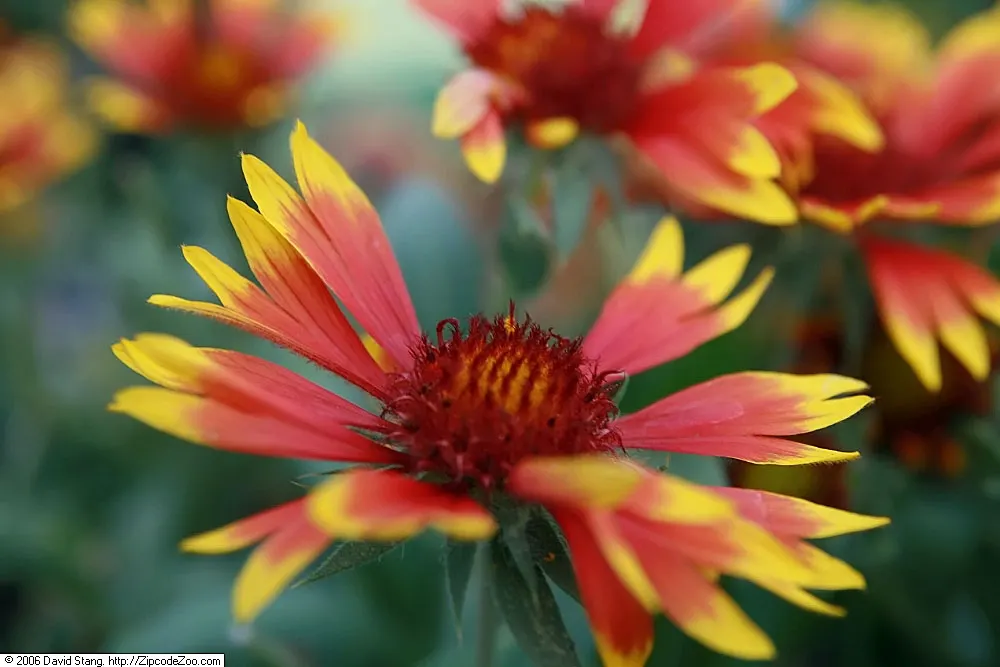 Arizona Sun Blanket Flower (Gaillardia Aristata 'Arizona Sun') — daisy-like flowers that feature a bold