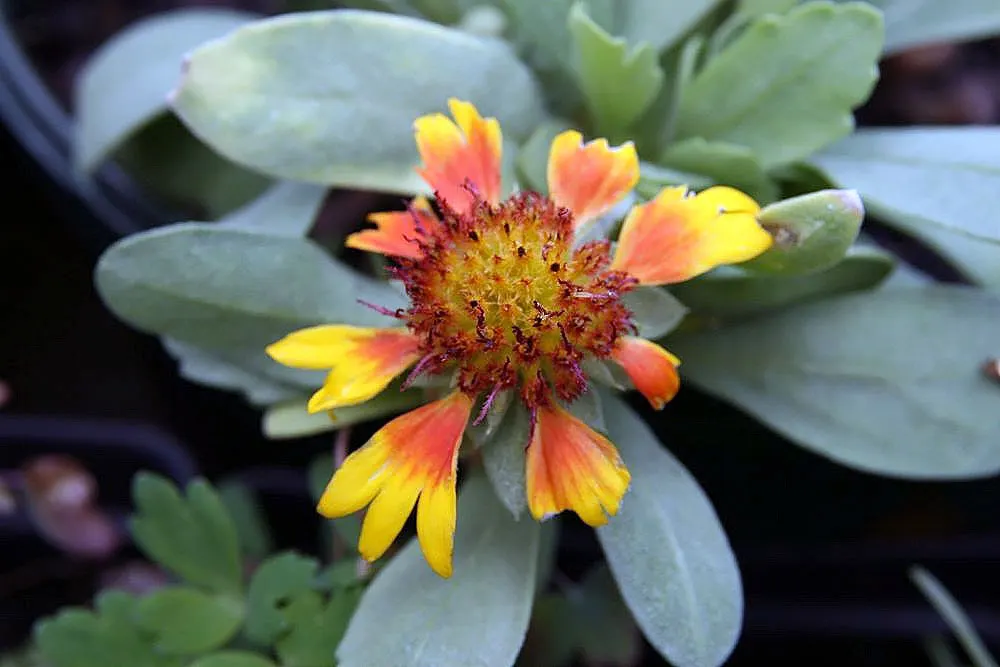 Arizona Sun Blanket Flower (Gaillardia Aristata 'Arizona Sun') — Hardy in zones 3-10, it's an ideal choice for xeriscaping and adds a vivid splash of color to