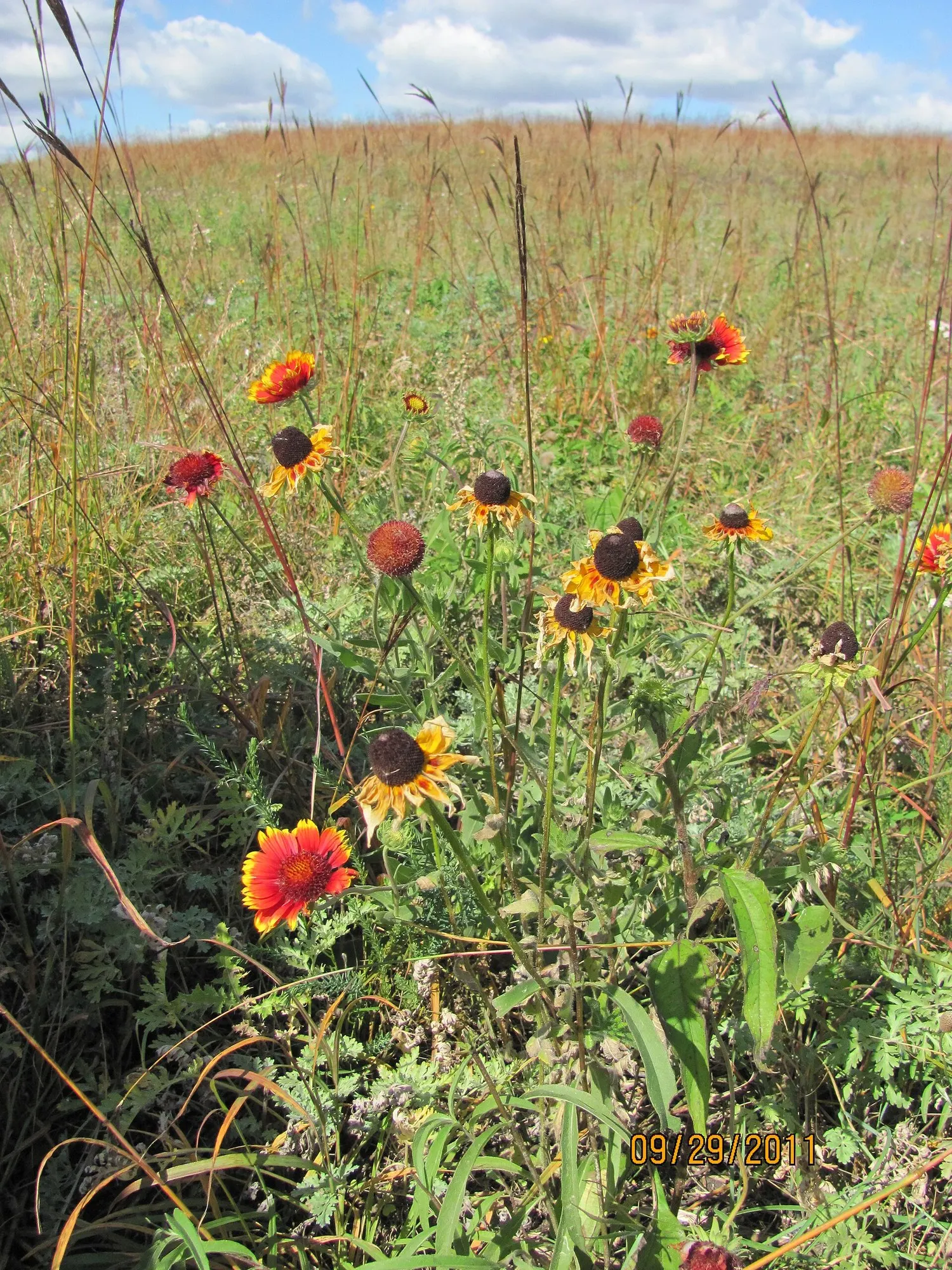 Arizona Sun Blanket Flower (Gaillardia Aristata 'Arizona Sun') — With its tolerance for poor soil and requiring only occasional watering once established