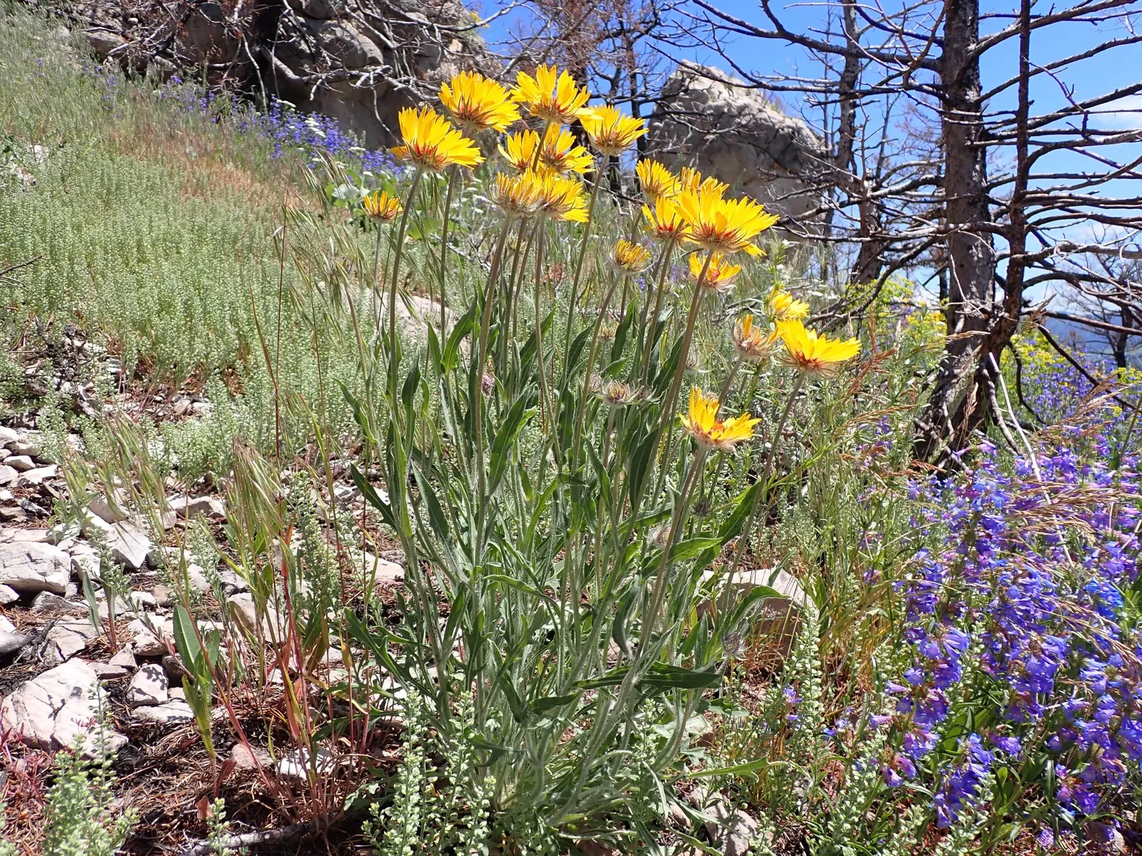 Arizona Sun Blanket Flower (Gaillardia Aristata 'Arizona Sun') — which runs from early summer into fall