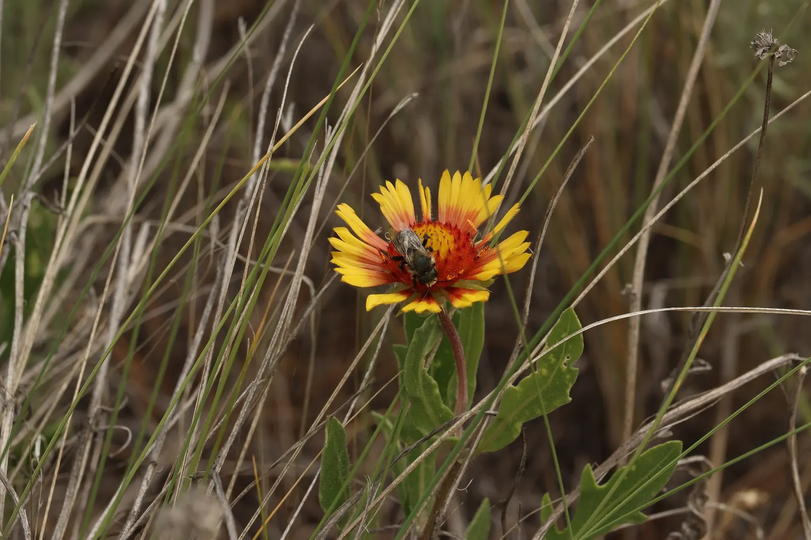 Arizona Sun Blanket Flower (Gaillardia Aristata 'Arizona Sun') — the 'Arizona Sun' thrives in full sun conditions