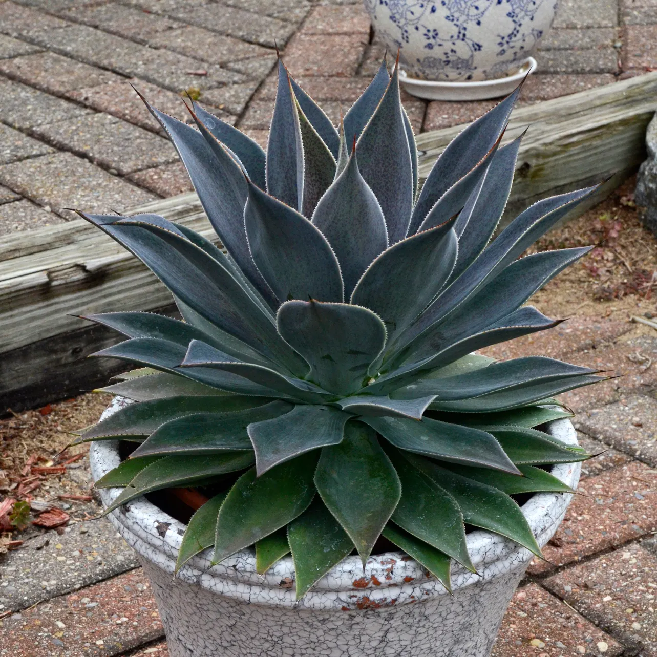 'Lavender Lady' Mangave (Mangave hybrid) — More water tolerant than typical succulents, but benefits from good drainage; use in full sun to bring out the