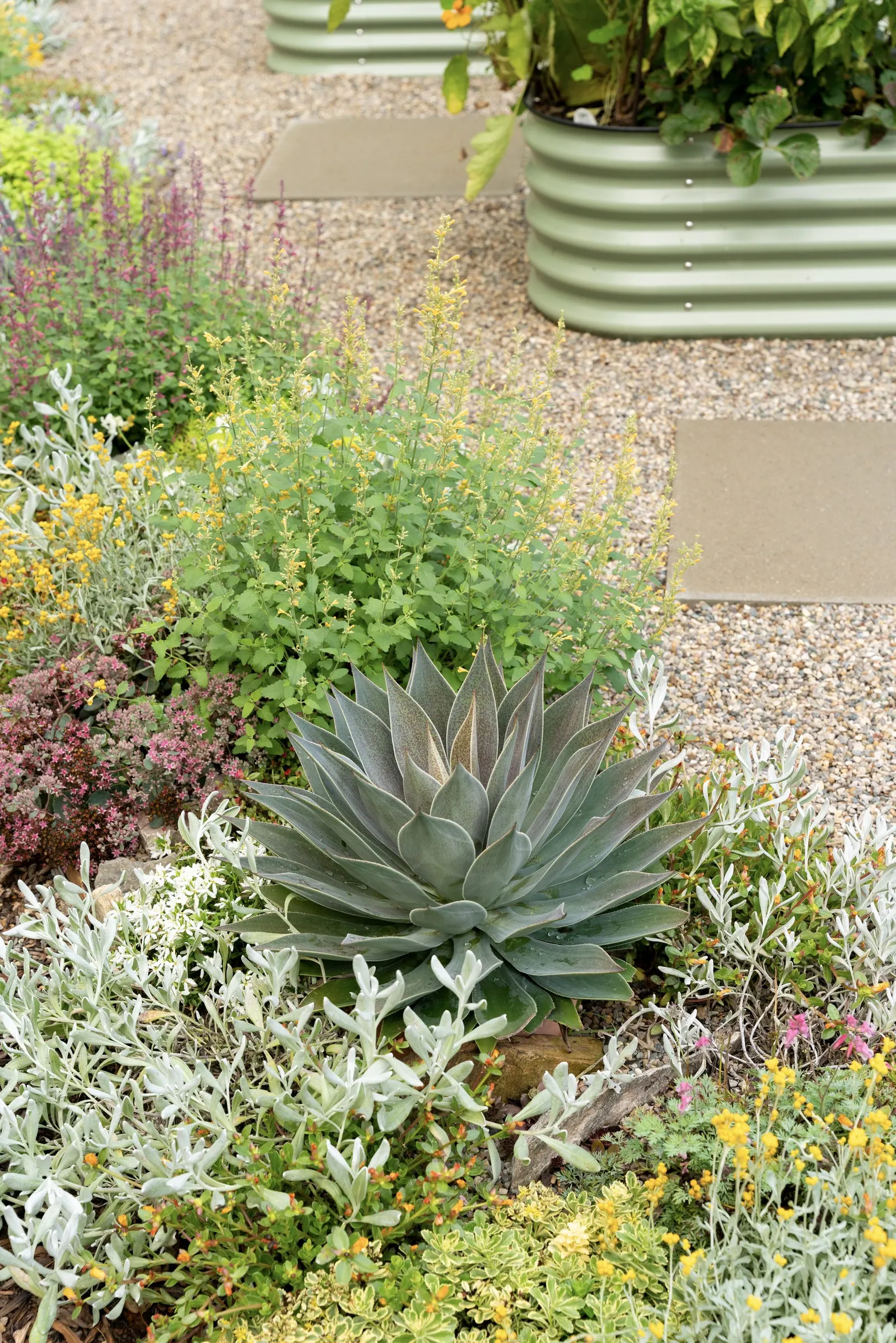 'Lavender Lady' Mangave (Mangave hybrid) — Smokey purple leaves are broad with tiny white spines; 'Lavender Lady' has a well-rounded