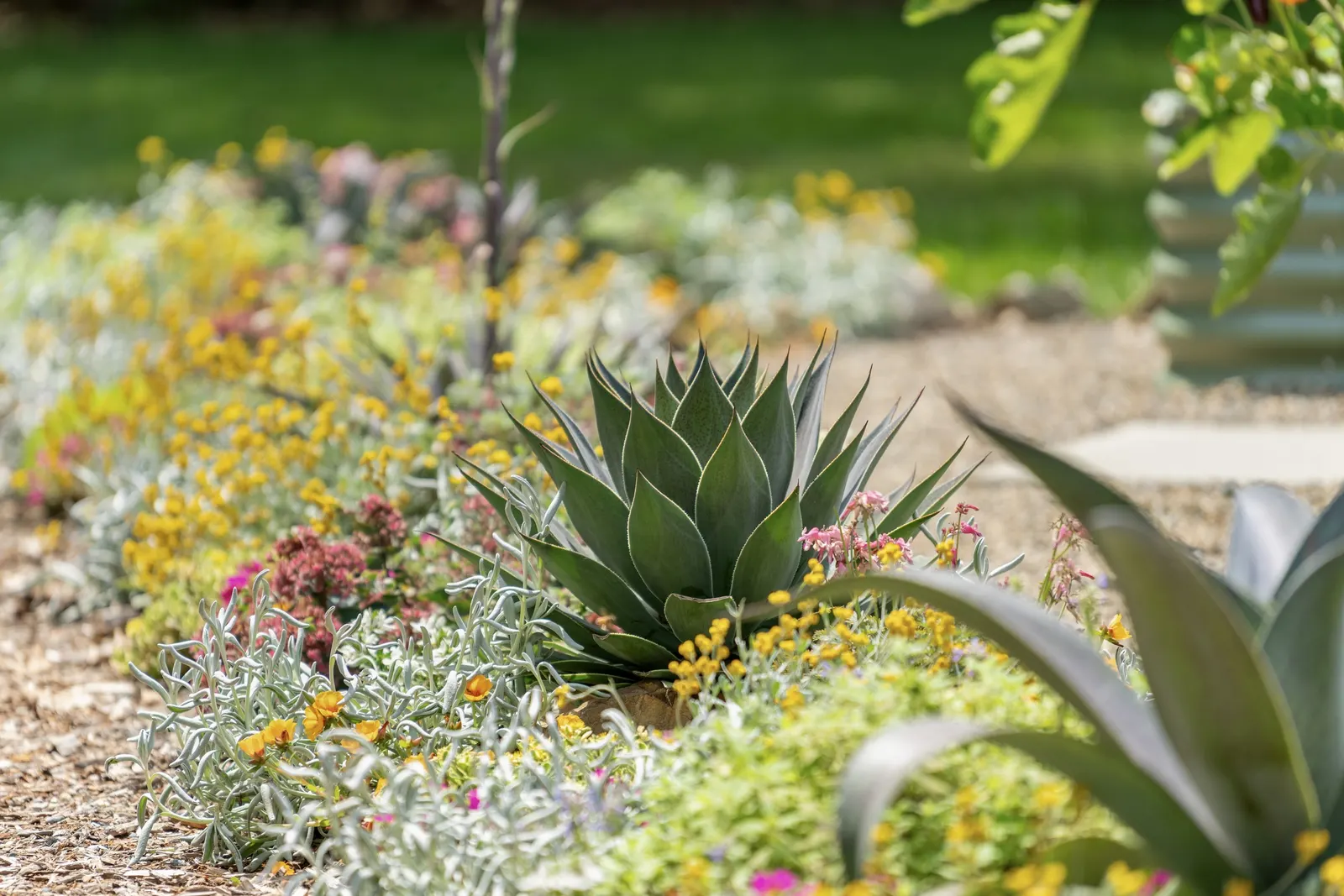 'Lavender Lady' Mangave (Mangave hybrid) — More water tolerant than typical succulents, but benefits from good drainage