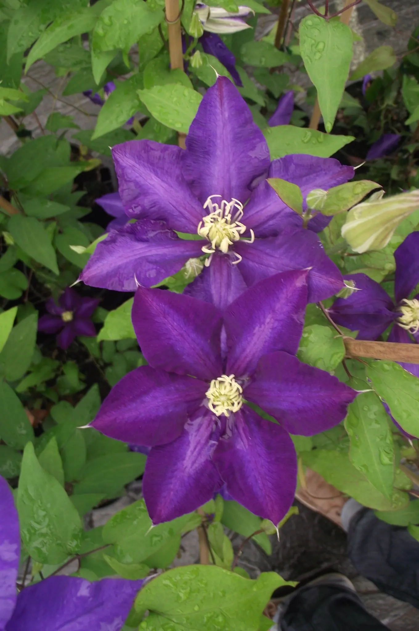Daniel Deronda Clematis (Clematis 'Daniel Deronda') — vibrant royal blue flowers up to 8 inches across with contrasting creamy-yellow stamens