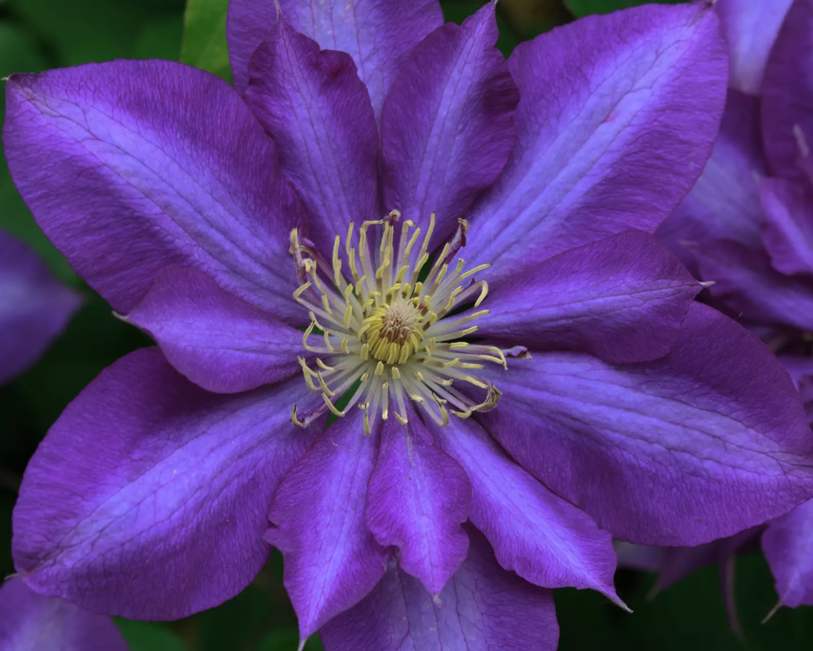 Daniel Deronda Clematis (Clematis 'Daniel Deronda') — Flowering in late spring to early summer