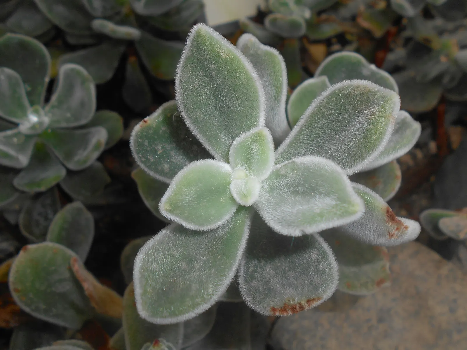 Chenille Plant (Acalypha hispida) — silver-green leaves that are covered with fine hairs; silver-green rosettes reaching up to 5 inches in diameter, image 59
