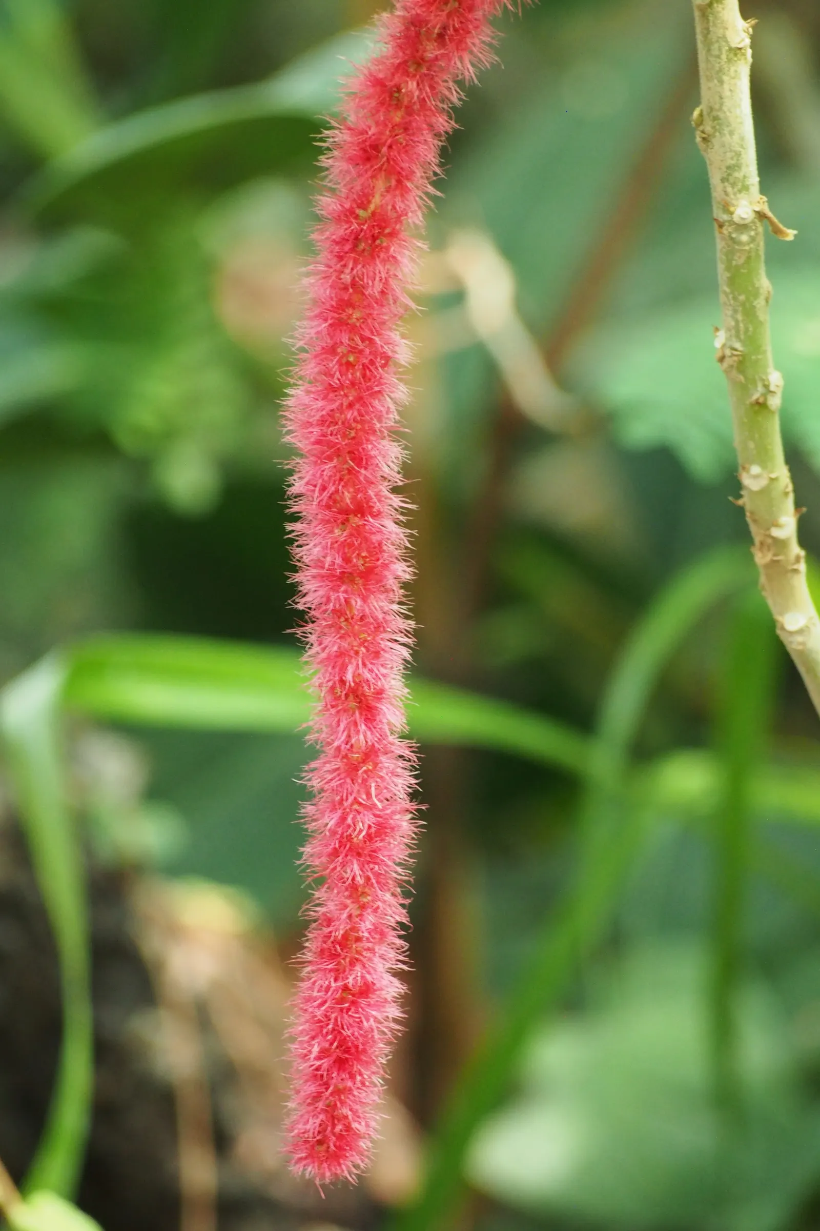 Chenille Plant (Acalypha hispida) — Its easy-care nature makes it an excellent choice for gardeners of all levels