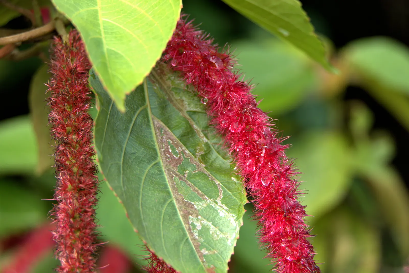 Chenille Plant (Acalypha hispida) — adding a dash of vibrant contrast against the foliage; adding a vibrant contrast, image 87
