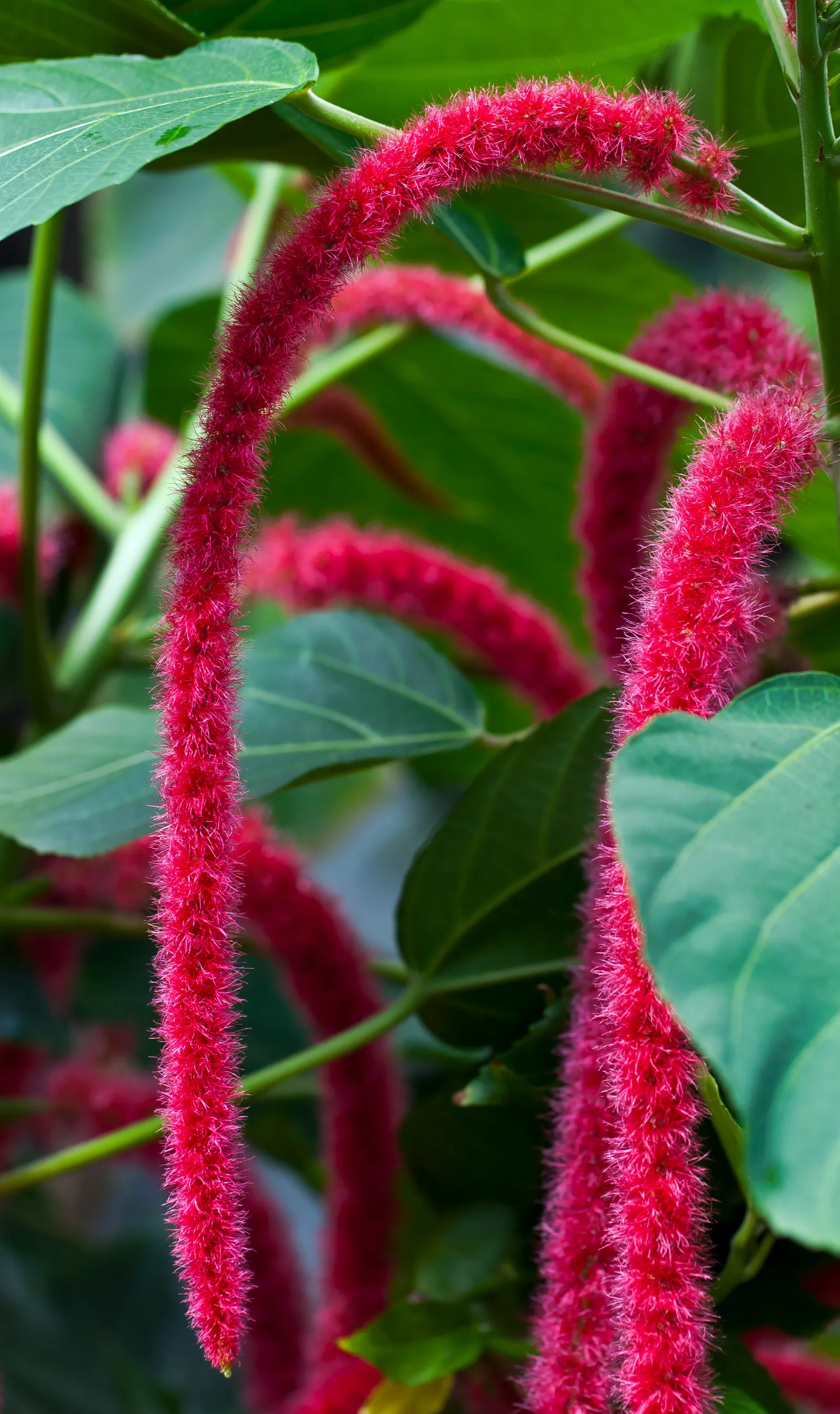 Chenille Plant (Acalypha hispida) — This frost-tender perennial is compact in nature; these blooms typically appear in late winter through spring, image 133