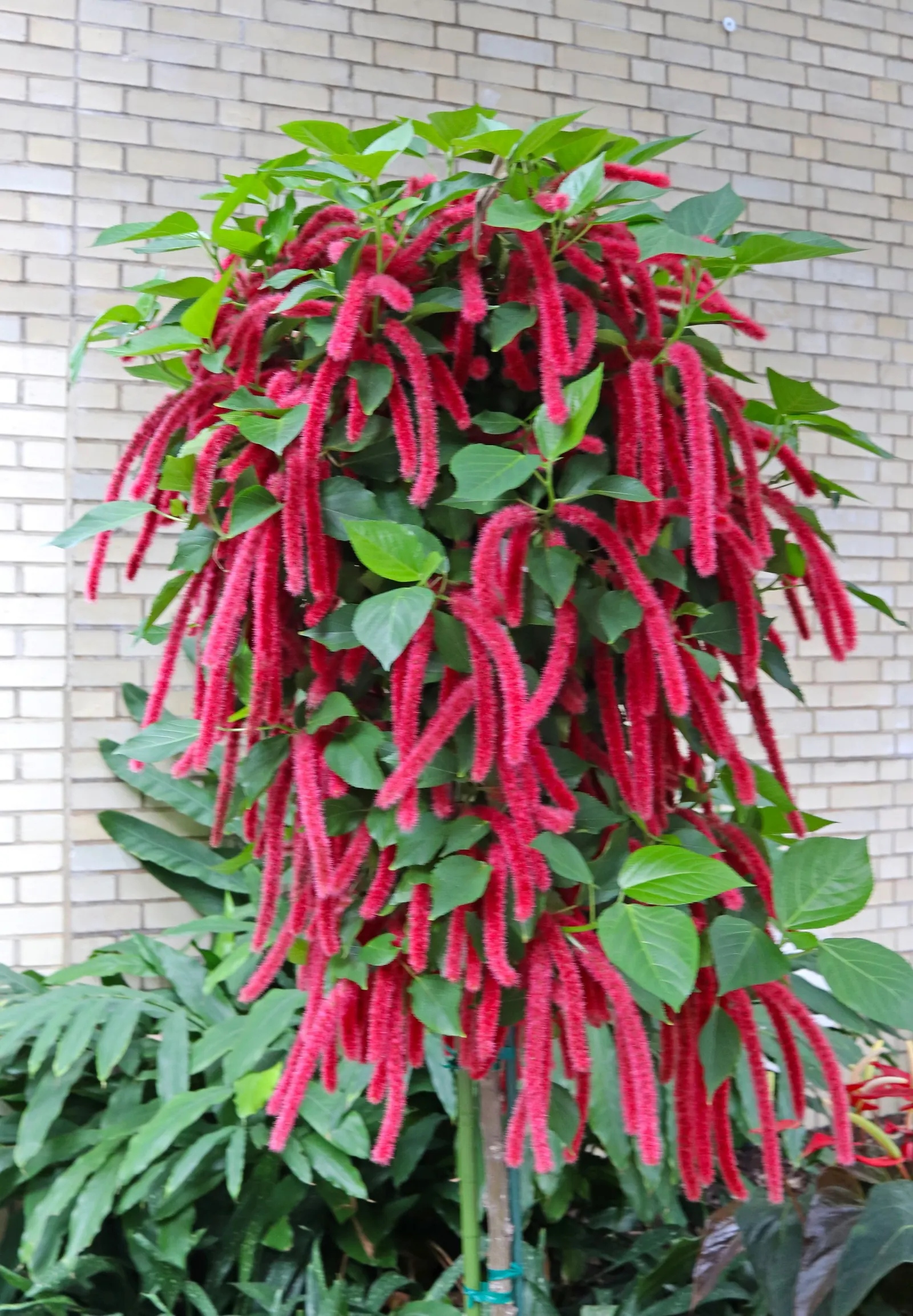 Chenille Plant (Acalypha hispida) — It requires full sun to partial shade; in areas with intense sunlight; will provide a year-round interest due, image 137