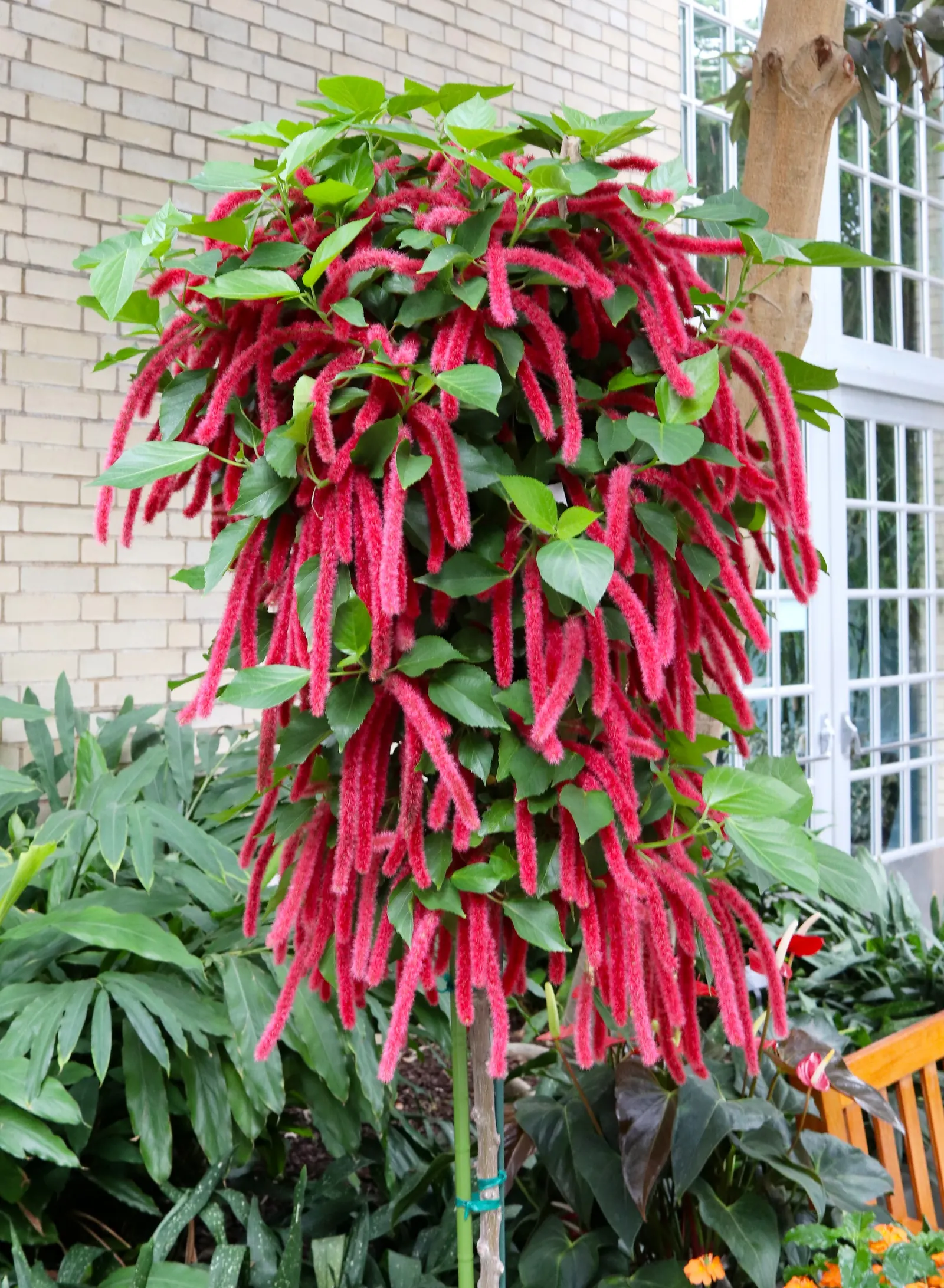 Chenille Plant (Acalypha hispida) — is a succulent featuring plush; this drought-tolerant plant thrives in well-draining soil and requires full to, image 145
