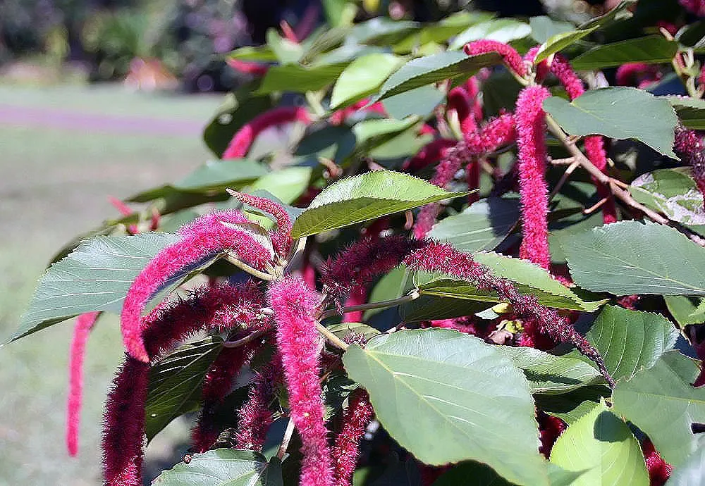Chenille Plant (Acalypha hispida) — is a succulent native to semi-desert regions of Mexico; giving it a velvety texture and slightly silvery sheen, image 153