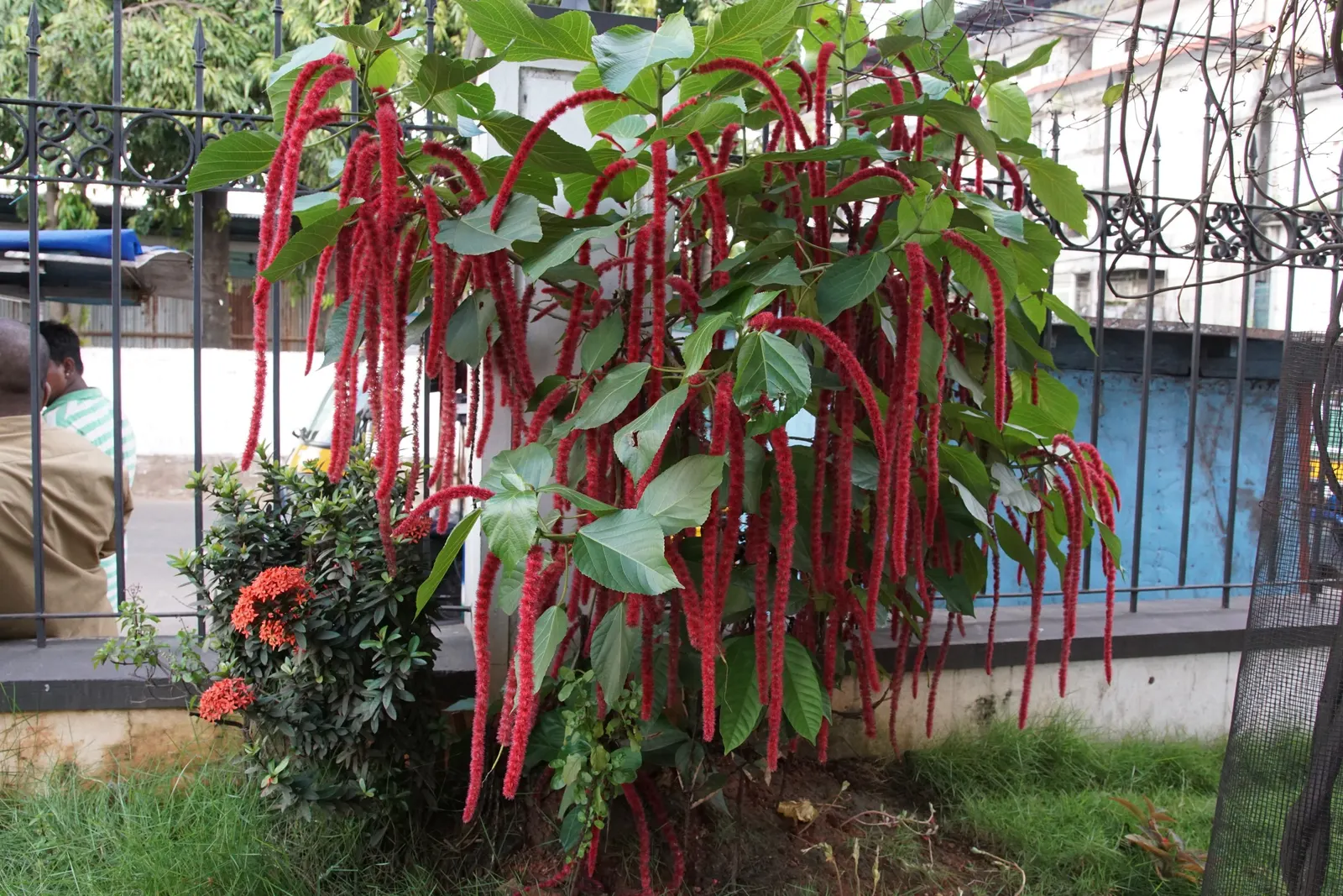 Chenille Plant (Acalypha hispida) — is a succulent native to semi-desert regions of Mexico