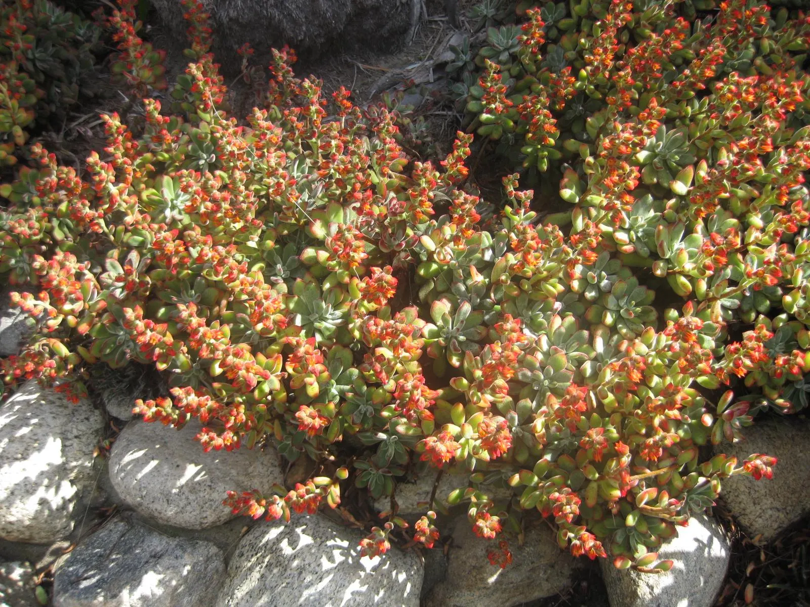 Chenille Plant (Acalypha hispida) — silver-green rosettes reaching up to 5 inches in diameter; silver-green leaves that are covered with fine hairs, image 122