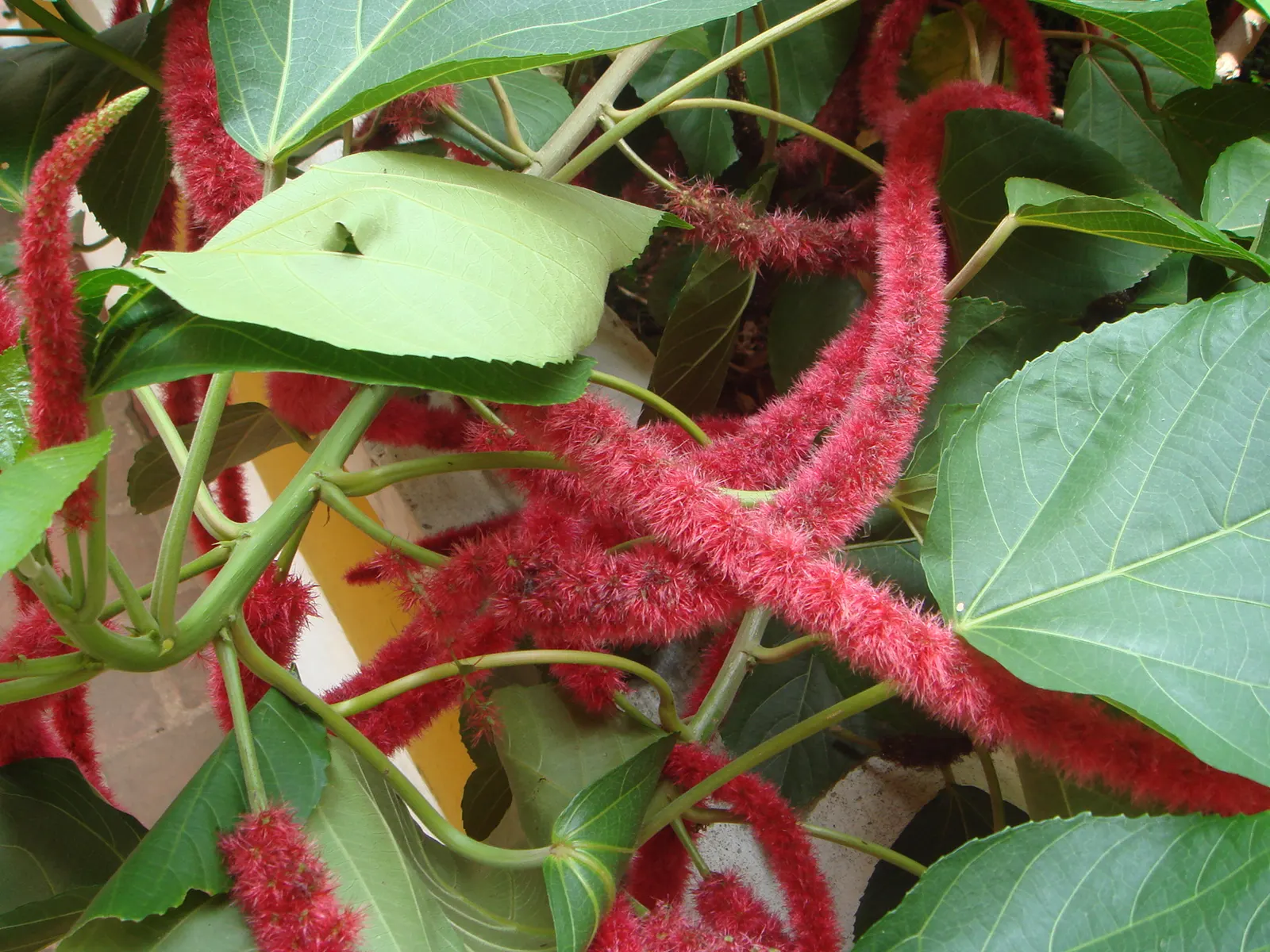 Chenille Plant (Acalypha hispida) — adding a vibrant contrast; adding a dash of vibrant contrast against the foliage, image 126