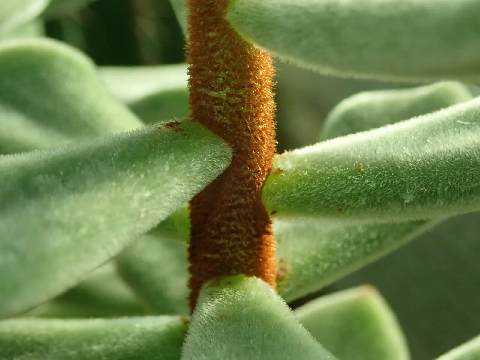 Chenille Plant (Acalypha hispida) — silver-green leaves that are covered with fine hairs; silver-green rosettes reaching up to 5 inches in diameter