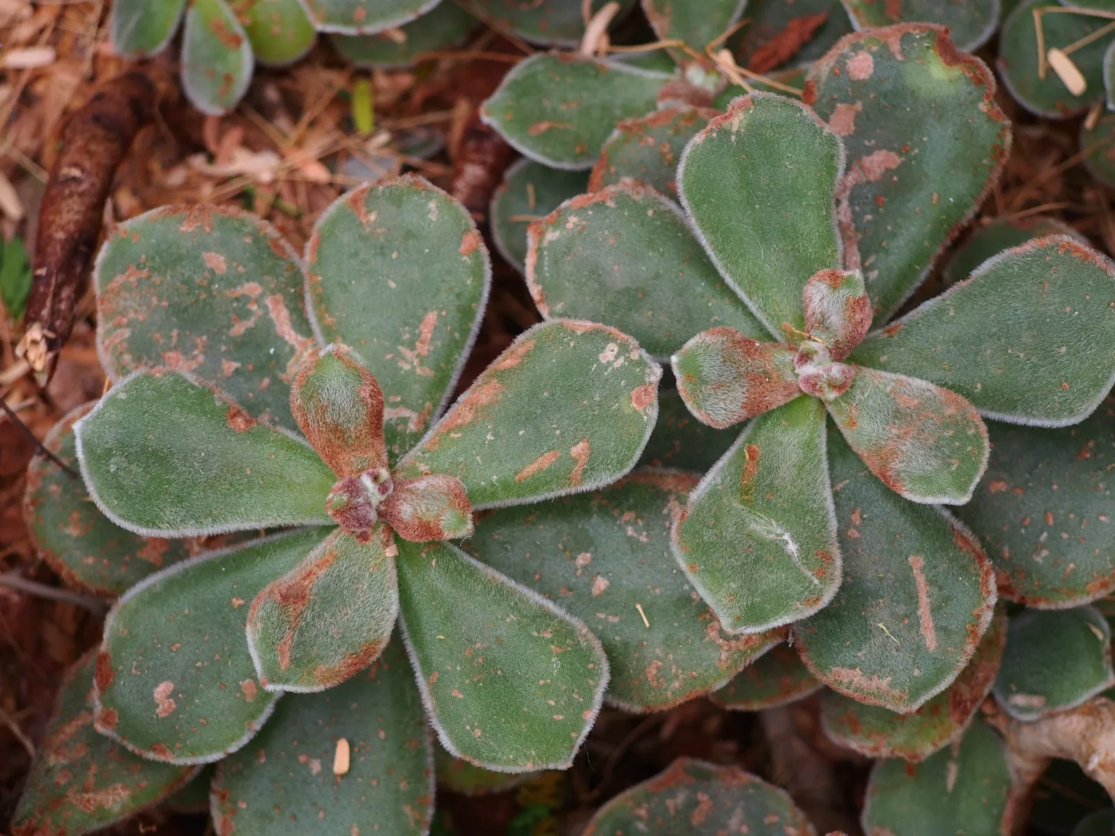 Chenille Plant (Acalypha hispida) — succulent with red and yellow blooms; growing to a modest size of about 6 to 12 inches tall, image 71