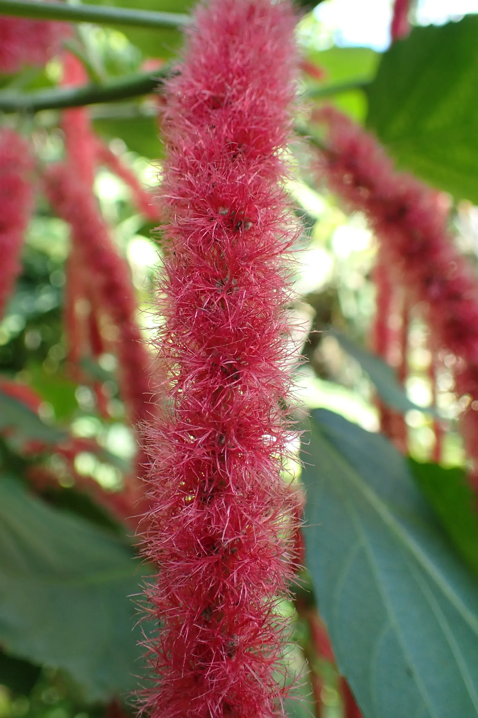 Chenille Plant (Acalypha hispida) — These blooms typically appear in late winter through spring; this frost-tender perennial is compact in nature, image 160