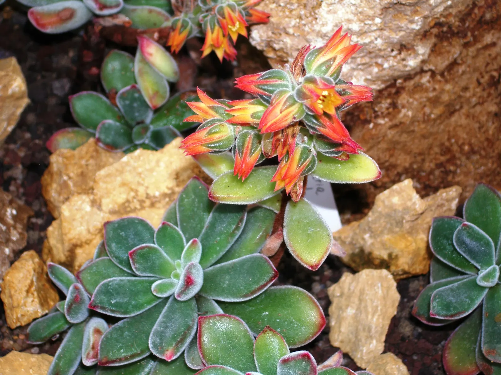 Chenille Plant (Acalypha hispida) — will provide a year-round interest due to its plush foliage and seasonal blooms; it requires full sun to, image 68