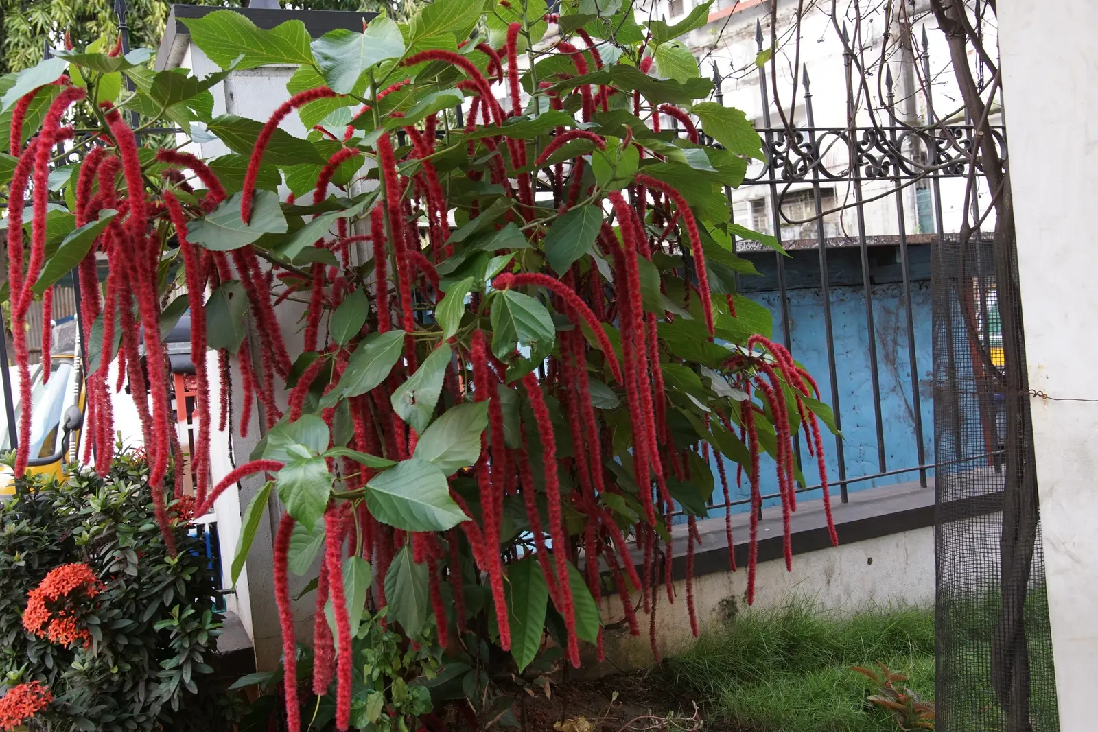 Chenille Plant (Acalypha hispida) — Its easy-care nature makes it an excellent choice for gardeners of all levels; succulent for full or half, image 117