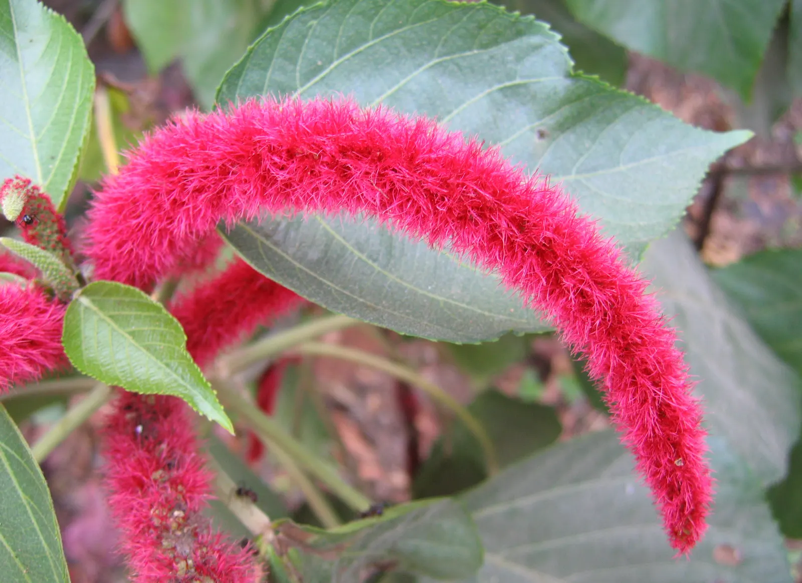 Chenille Plant (Acalypha hispida) — red and yellow flowers in the garden; space 6-9 inches apart for best effect, image 142