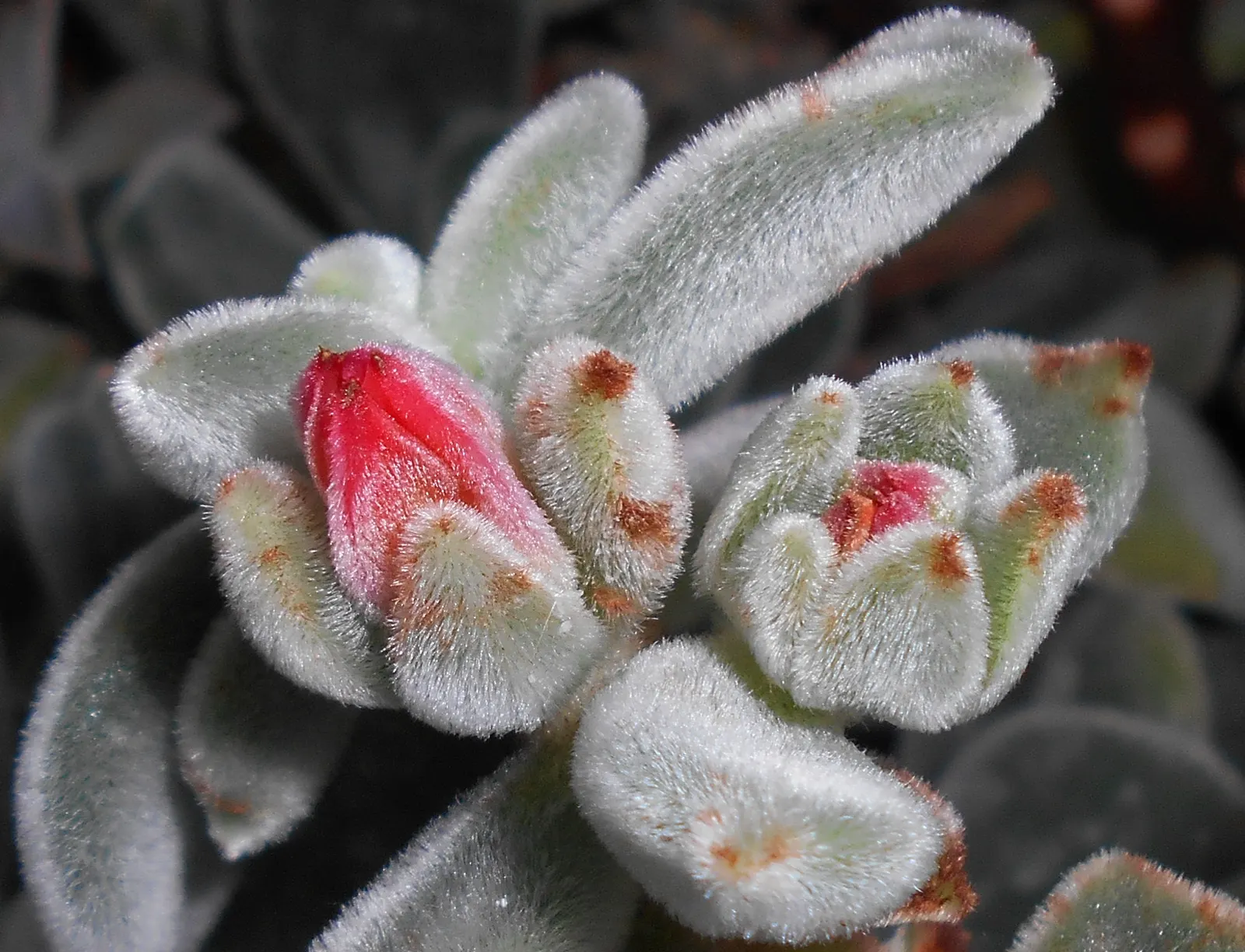 Chenille Plant (Acalypha hispida) — Space 6-9 inches apart for best effect; red and yellow flowers in the garden, image 127
