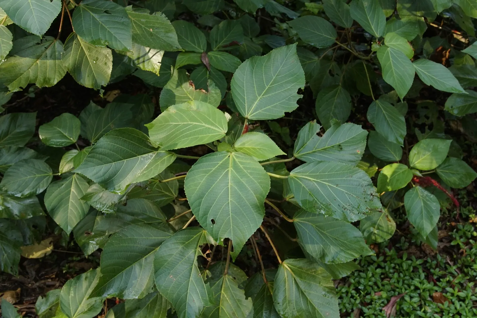 Chenille Plant (Acalypha hispida) — will provide a year-round interest due to its plush foliage and seasonal blooms; it requires full sun to, image 92